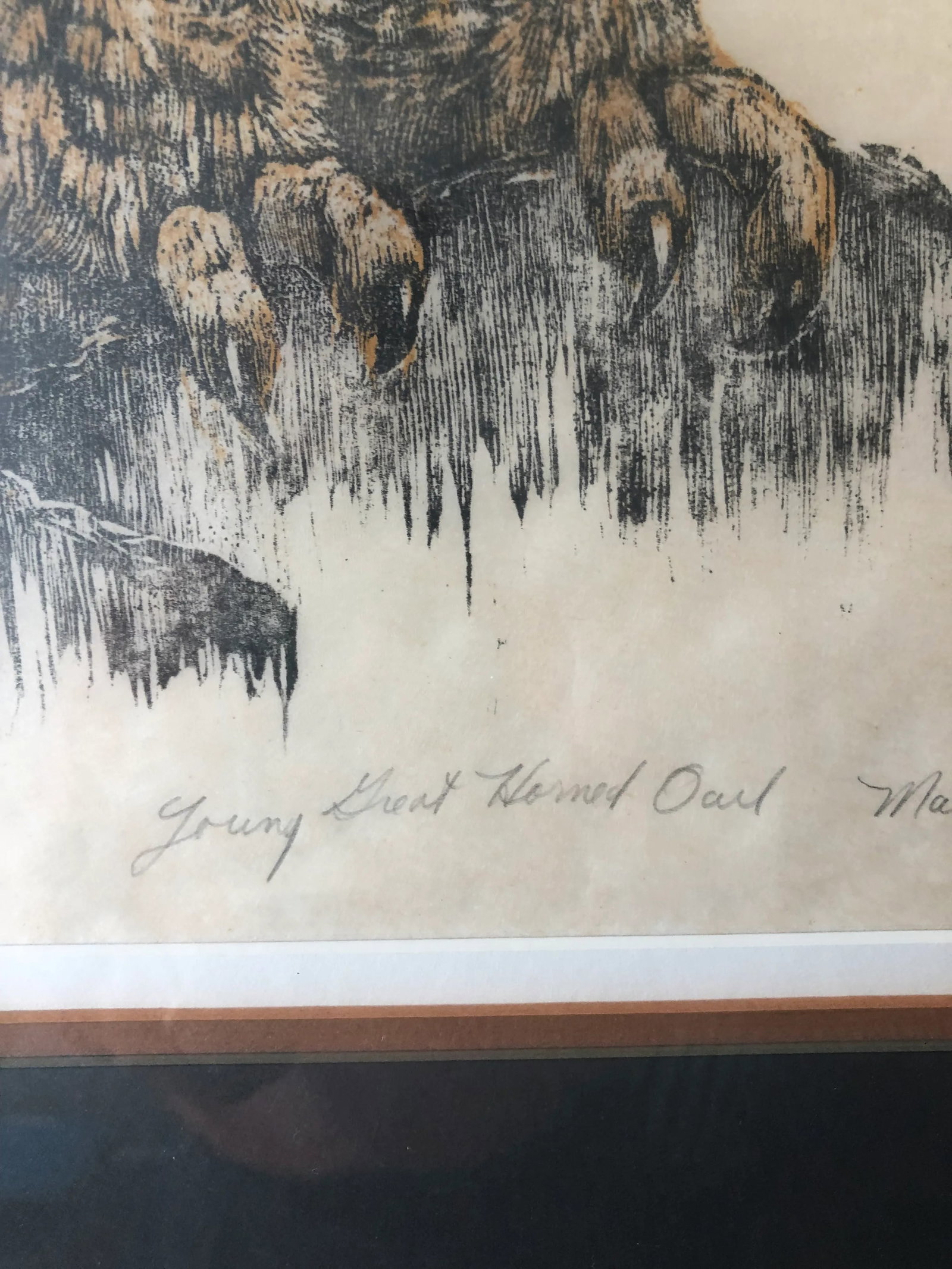1975 Martha Cawley Owl Woodblock, "Young Great Horned Owl", #1/100, Framed - 4