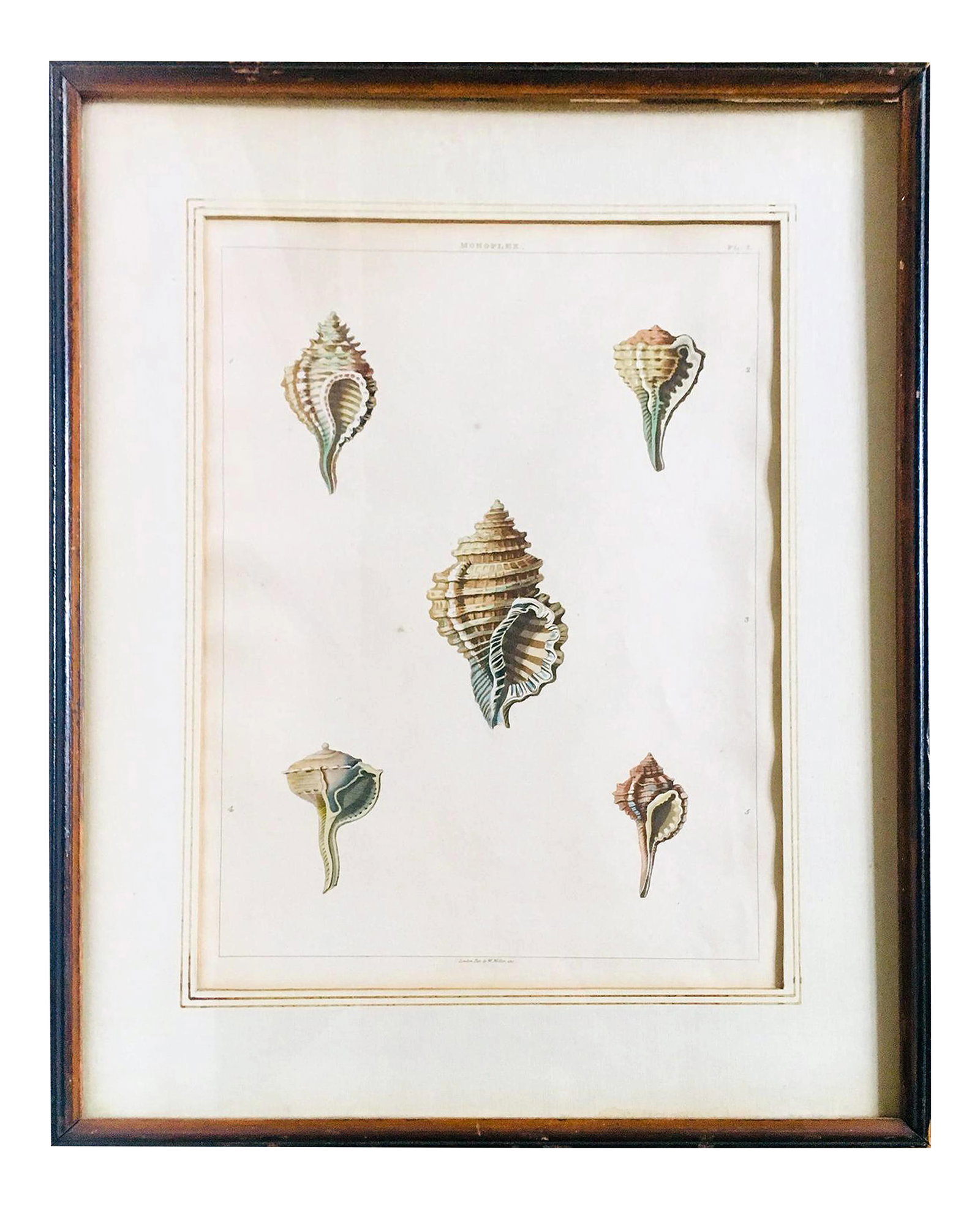 1810 Antique George Perry "Monoplex" English Engraved Aquatint Print: This early 19th-century aquatint was engraved and colored by Mr. John Clarke after drawings by George Perry. The publication, CONCHOLOGY, OR, THE NATURAL HISTORY OF SHELLS..., was published in