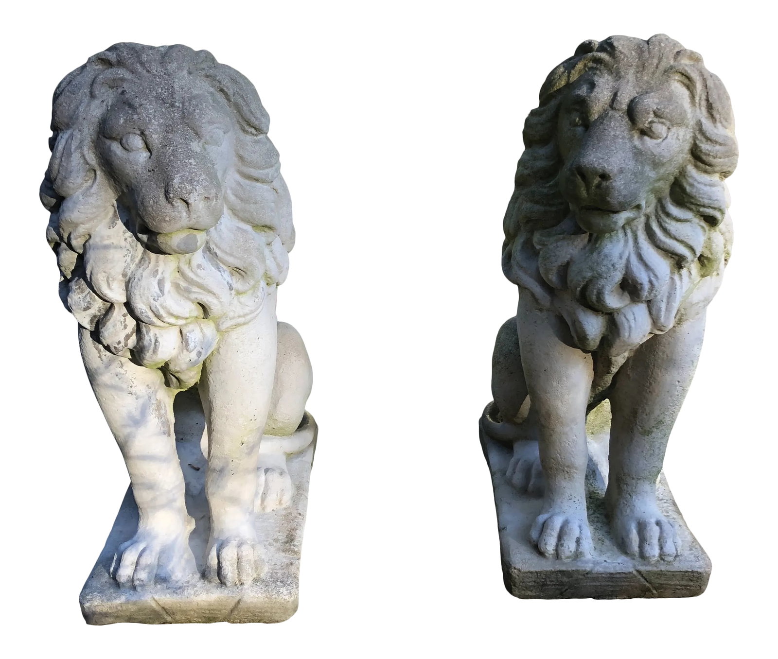 Concrete Sitting Lion Statues - Set of 2: Beautifully detailed set of 2 concrete lion statues. Heavy, solid quality. Their face is slightly angled and are sitting on their hind legs with their paws facing out. Long curly mane with their tale