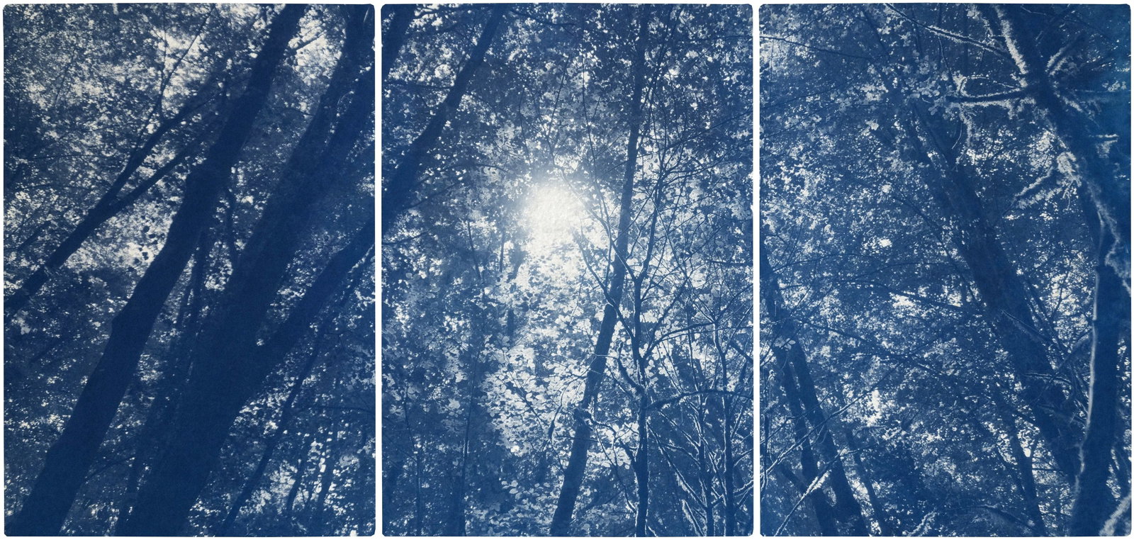 "Looking Up at the Trees" Contemporary Handmade Cyanotype Print by Kind of Cyan - Set of 3: This is an exclusive handprinted limited edition cyanotype. This beautiful triptych displays a tranquil forest scene where the sunlight travels delicately through the trees. Details: + Title: Looking