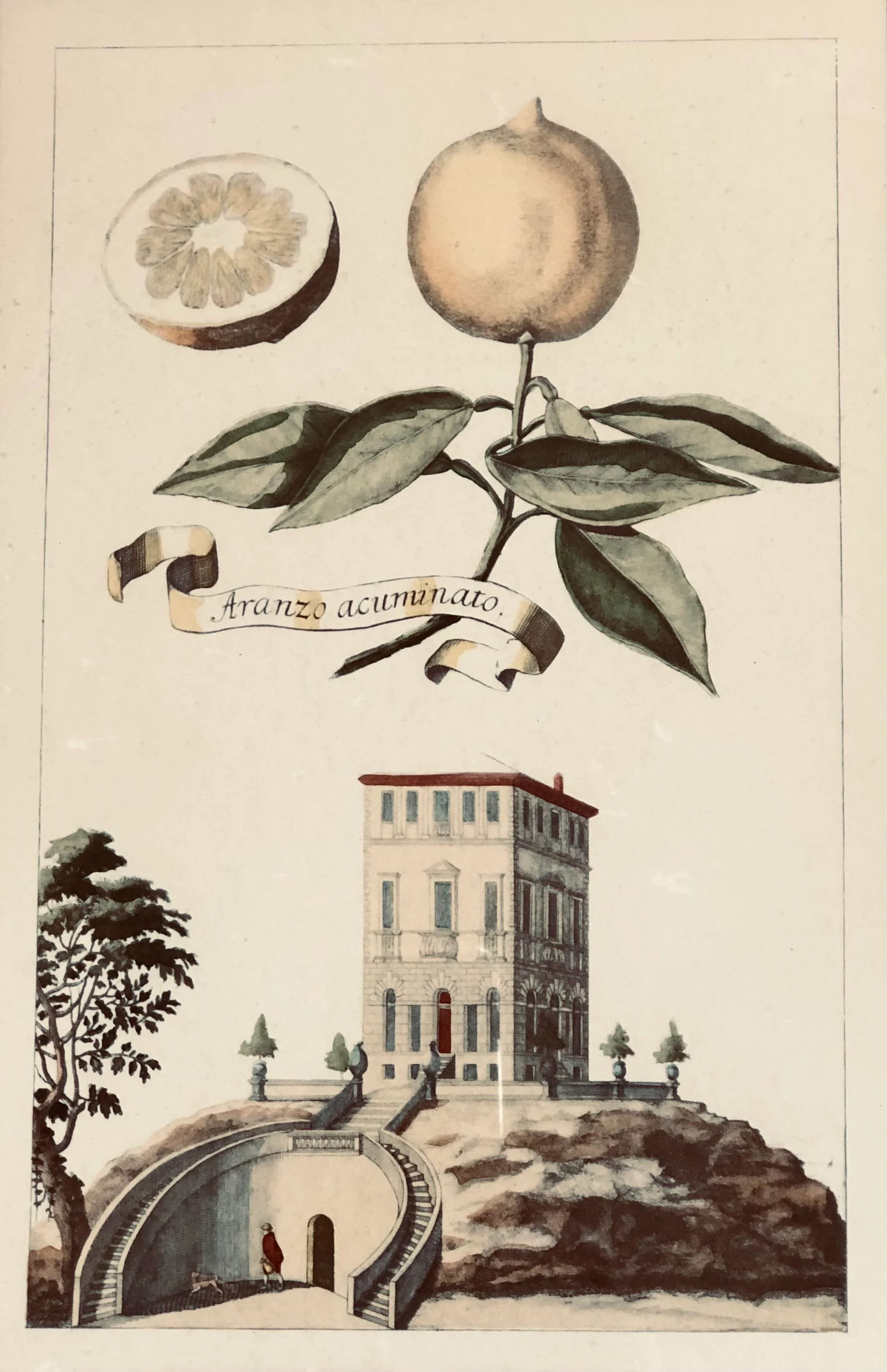 Framed Volkamer Citrus Botanical Aranzo Acuminato Print - 2