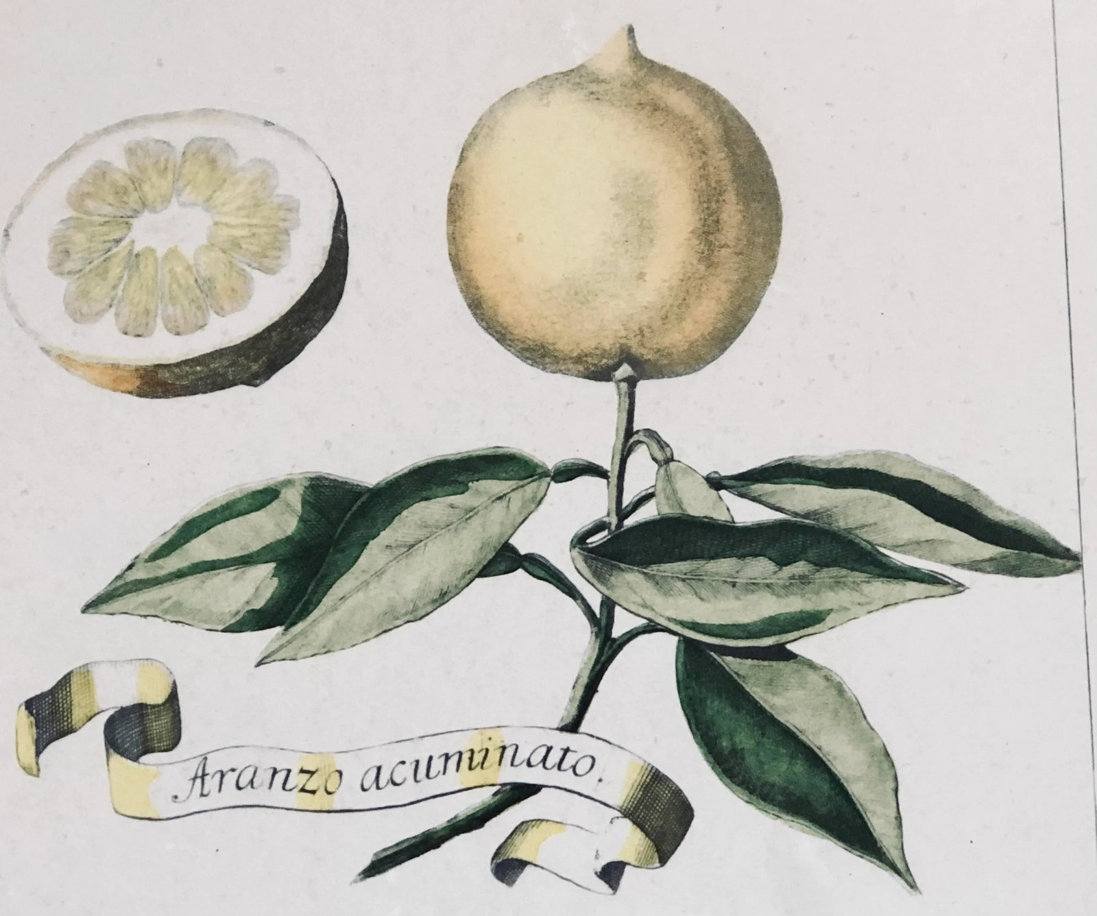 Framed Volkamer Citrus Botanical Aranzo Acuminato Print - 4
