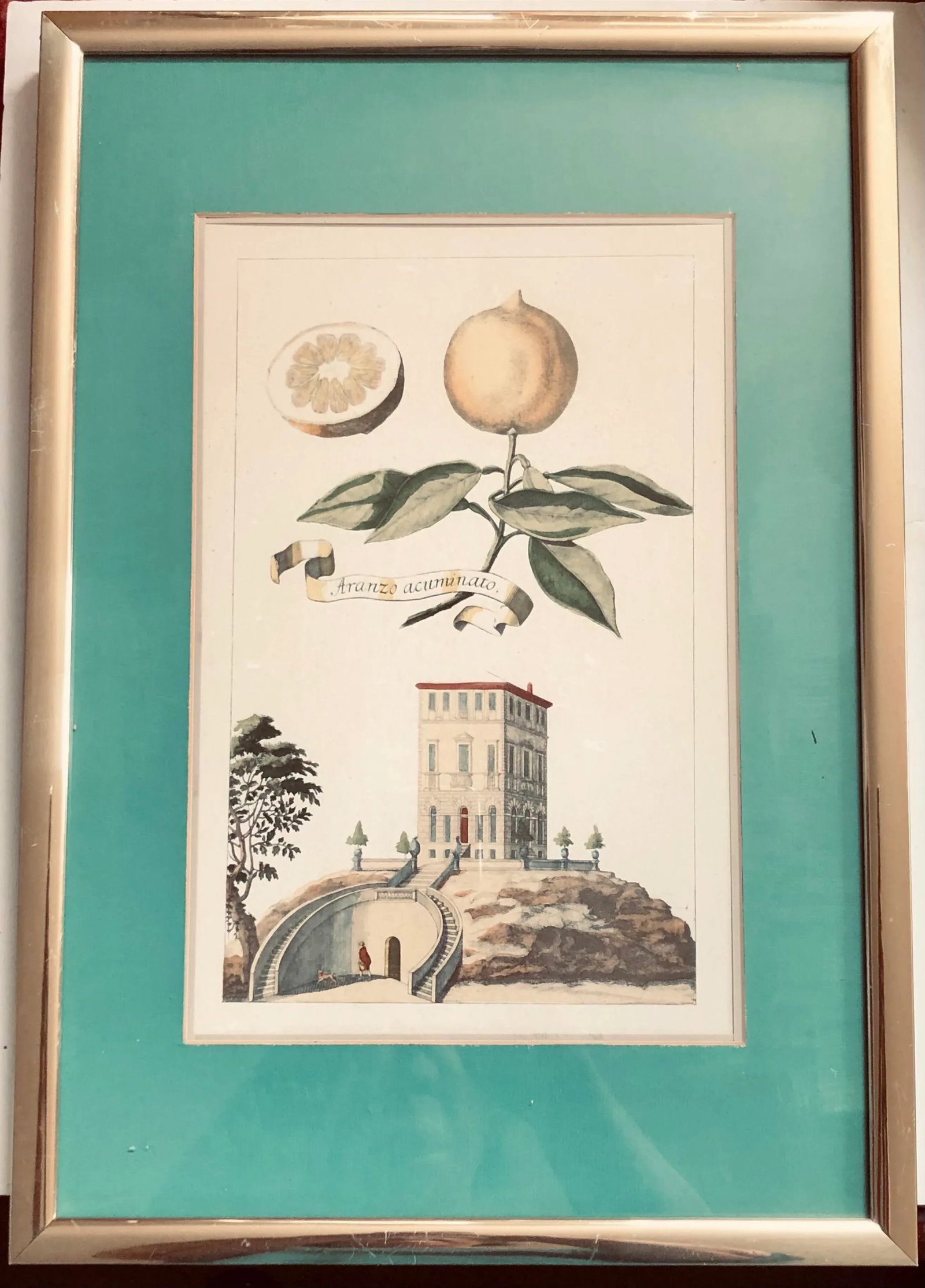Framed Volkamer Citrus Botanical Aranzo Acuminato Print - 6