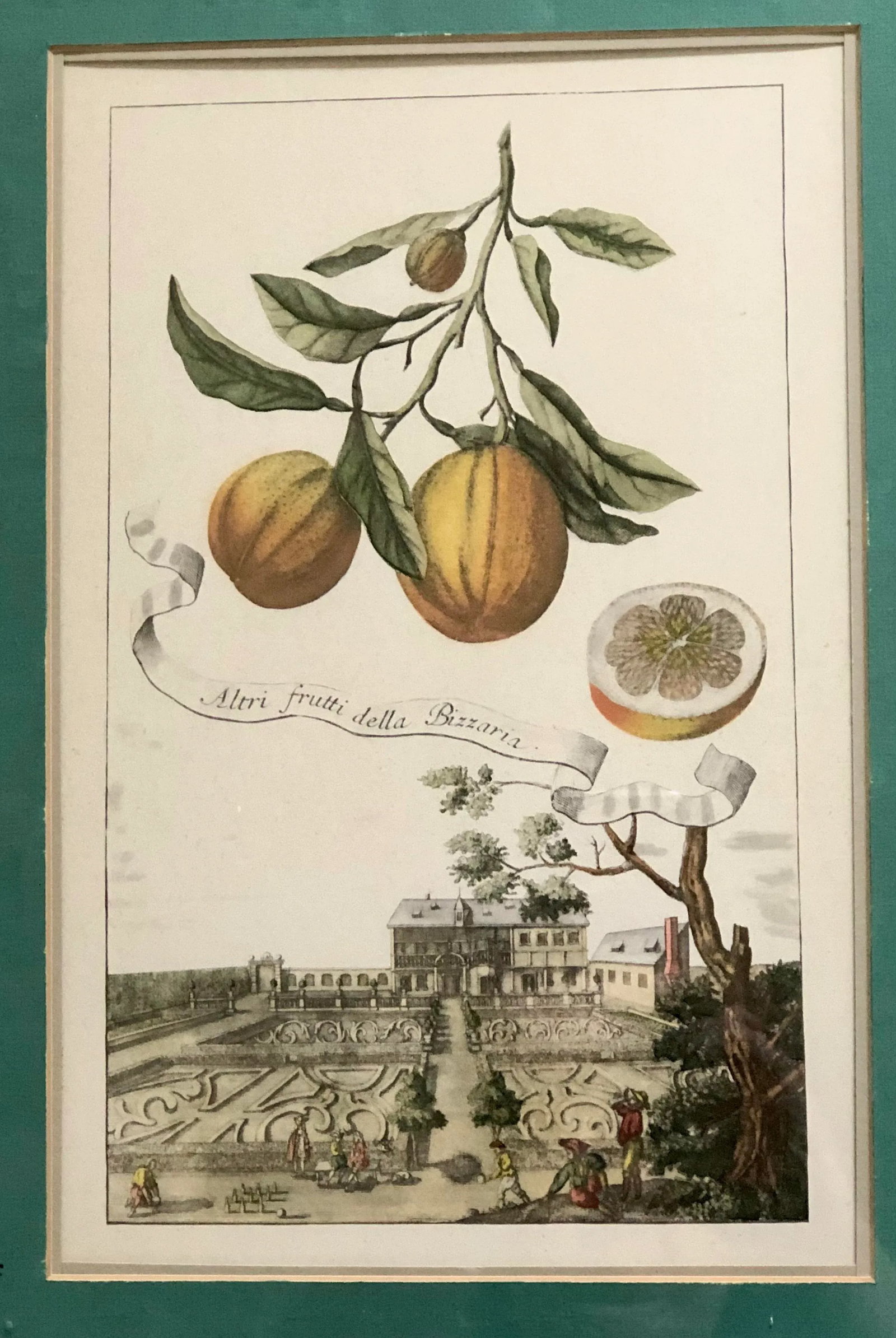 Framed Italian Volkamer Citrus Print Altri Fruitti Della Bizzaria - 2