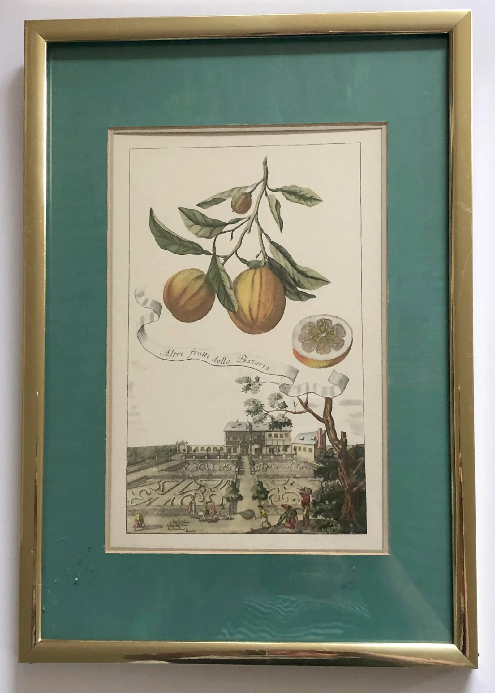 Framed Italian Volkamer Citrus Print Altri Fruitti Della Bizzaria - 4