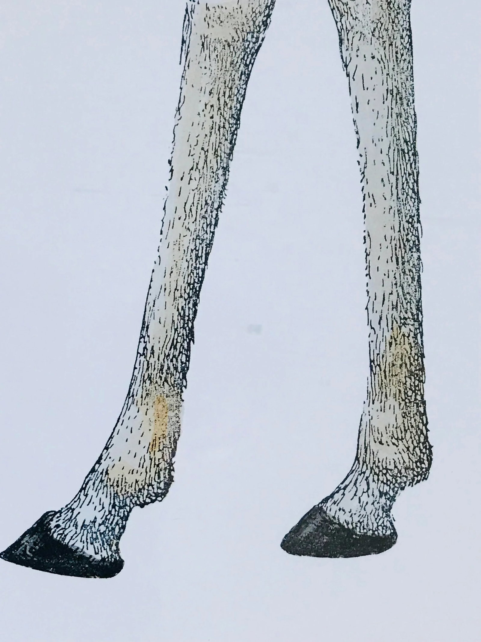1990s Fornasetti Framed Lithograph of a Giraffe - 11
