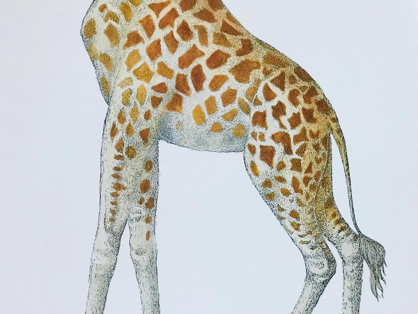 1990s Fornasetti Framed Lithograph of a Giraffe - 4