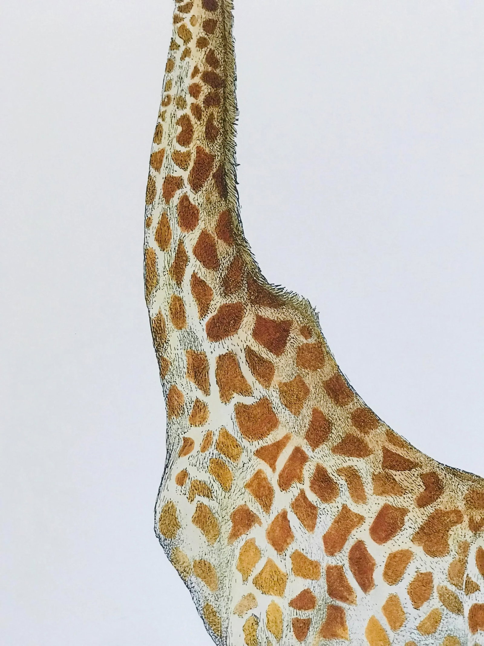 1990s Fornasetti Framed Lithograph of a Giraffe - 5