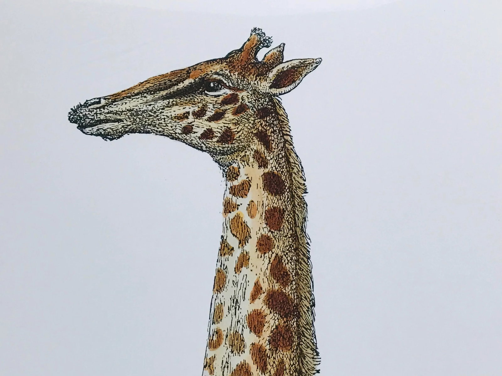 1990s Fornasetti Framed Lithograph of a Giraffe - 6