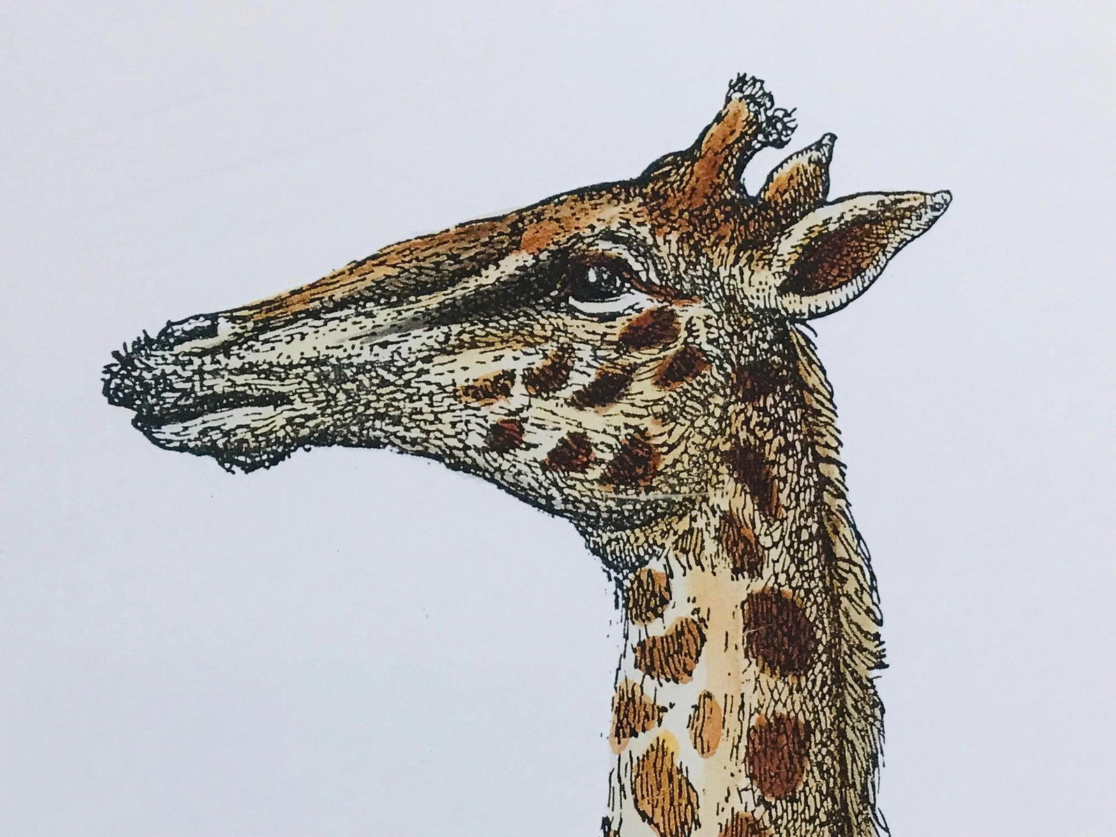 1990s Fornasetti Framed Lithograph of a Giraffe - 7
