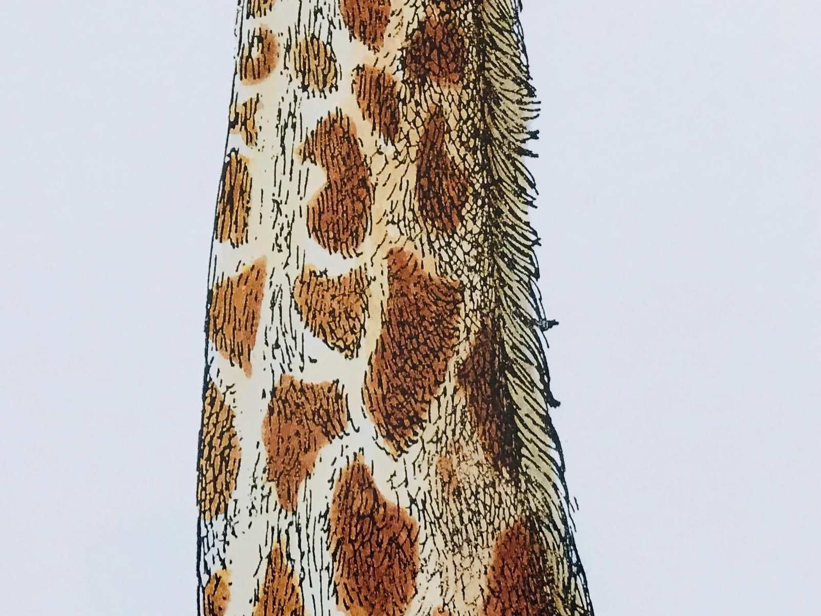 1990s Fornasetti Framed Lithograph of a Giraffe - 8