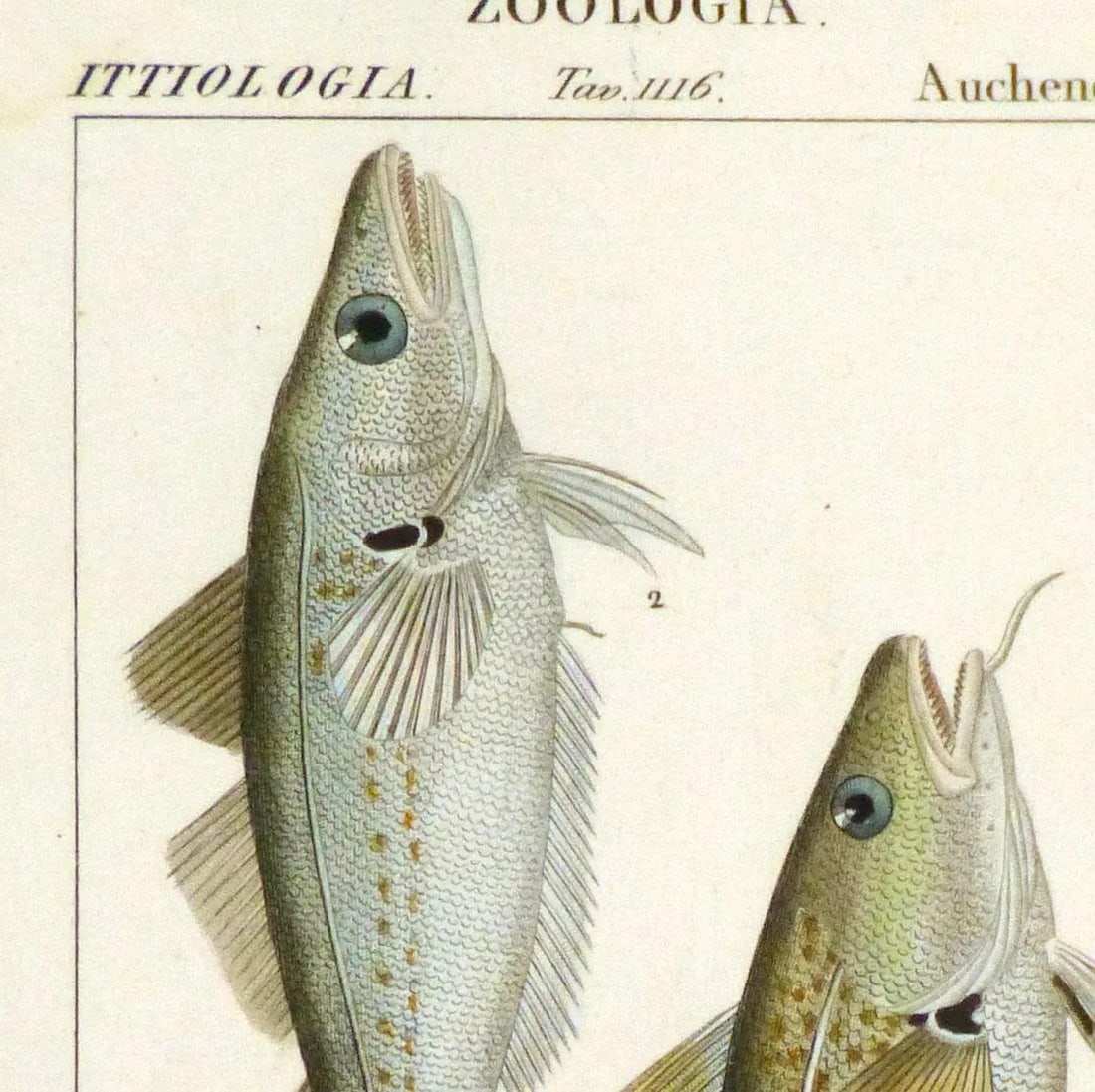 Freshwater Fish Engraving Print, C. 1830 - 2