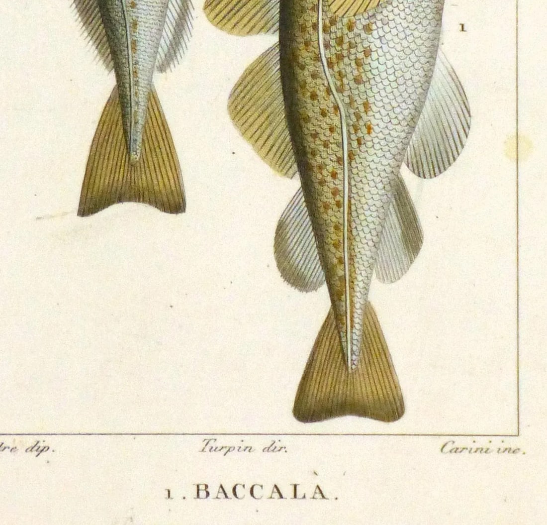 Freshwater Fish Engraving Print, C. 1830 - 3