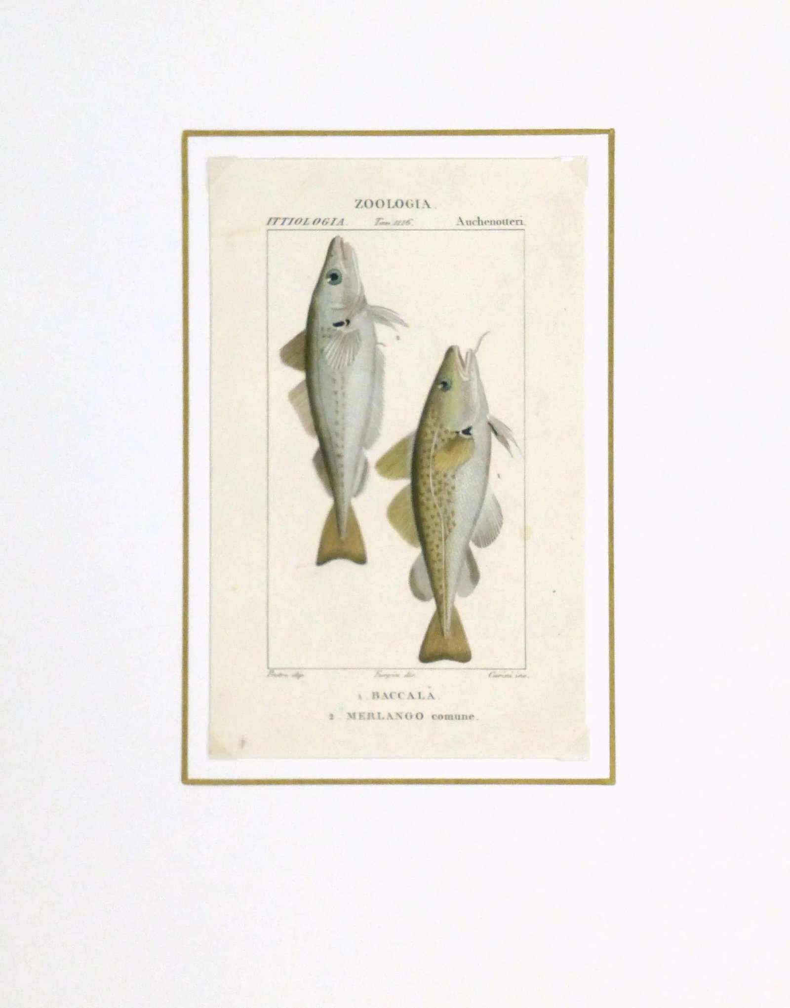 Freshwater Fish Engraving Print, C. 1830 - 4