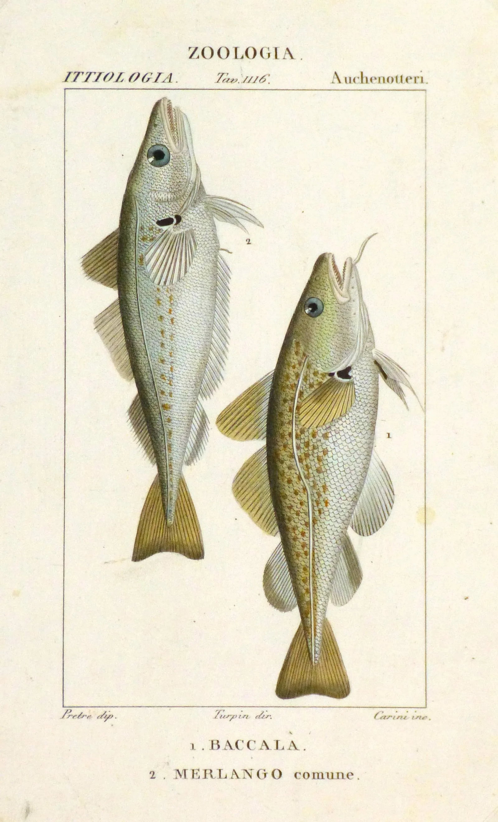 Freshwater Fish Engraving Print, C. 1830 - 5
