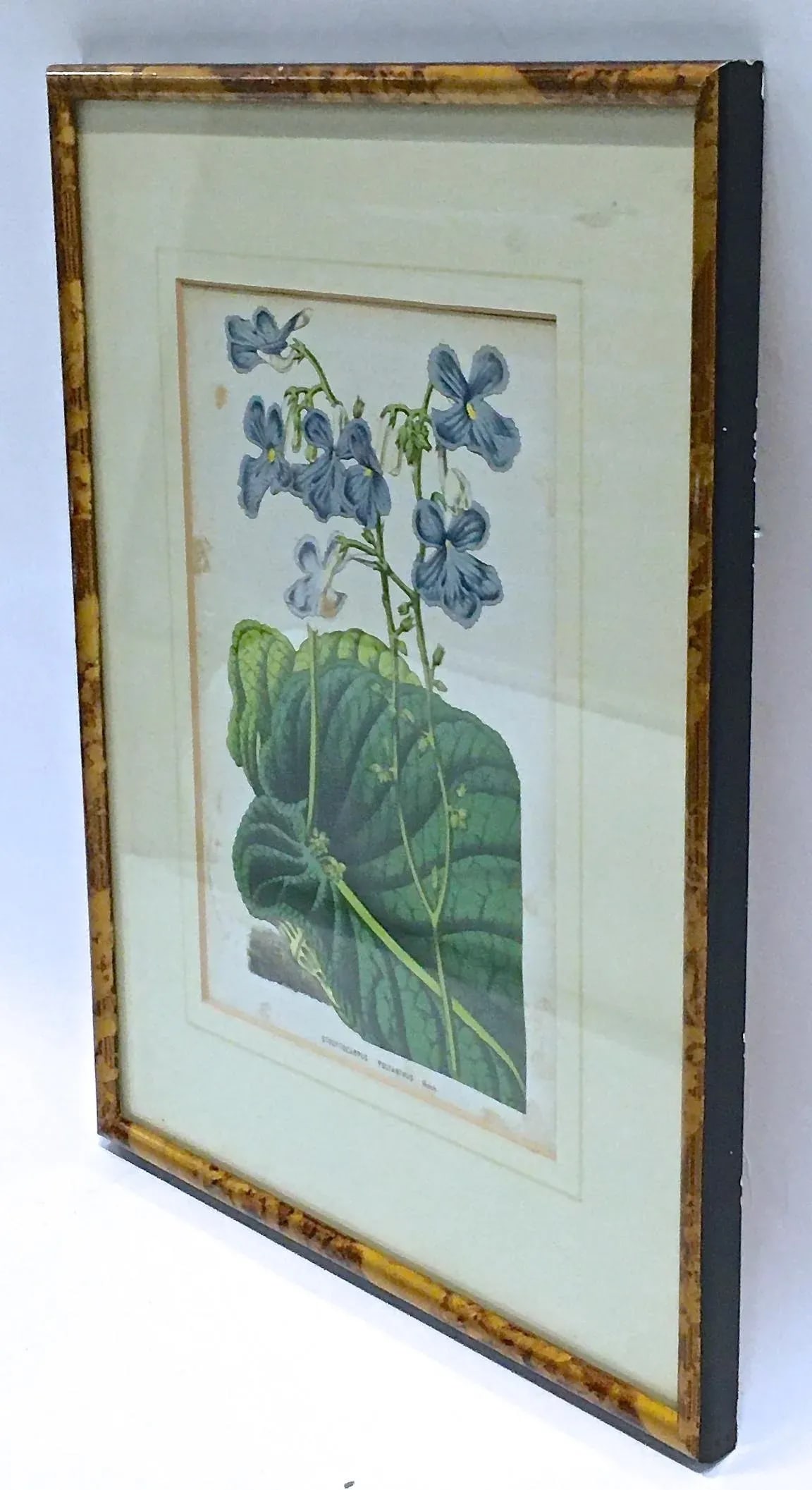 Antique Framed Floral & Leaf Botanical Engraving - 2
