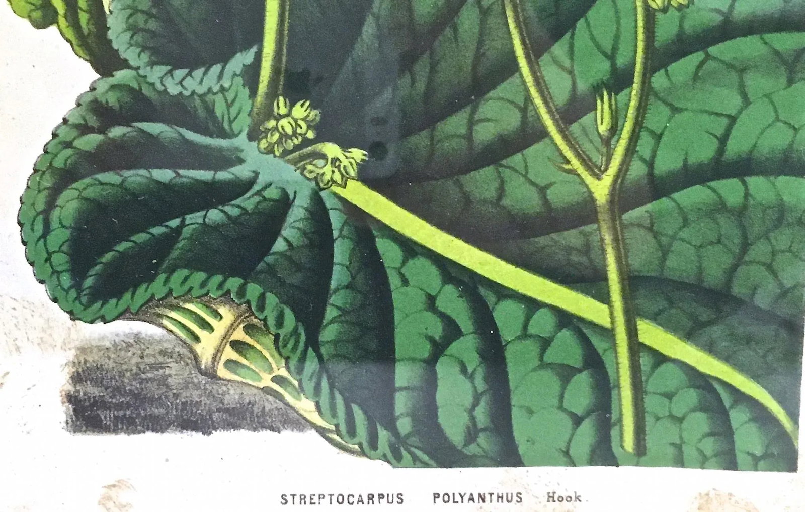 Antique Framed Floral & Leaf Botanical Engraving - 6