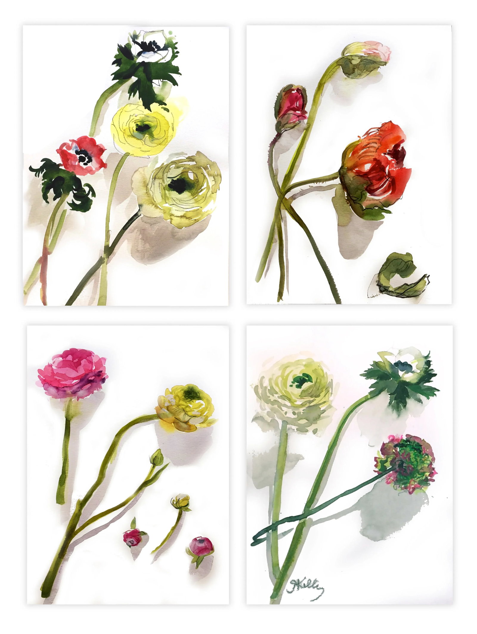 Yellow and Pink Ranunculus Flowers Still Life Painting - 2