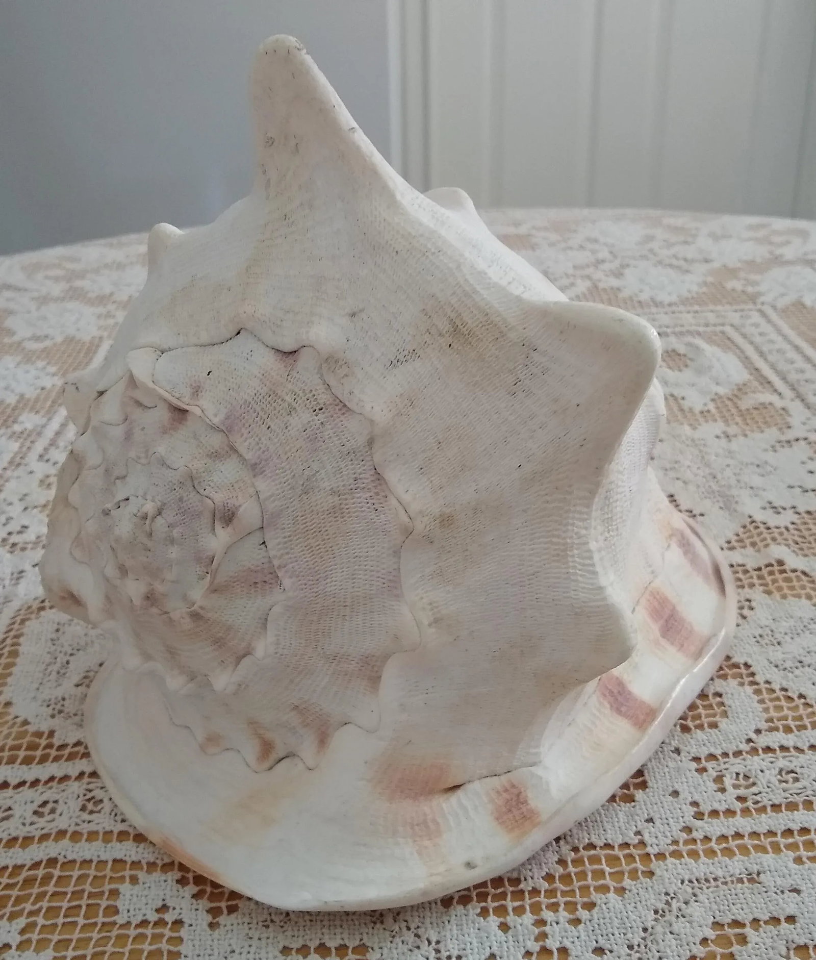 Vintage Queen Helmet Conch Seashell - 2