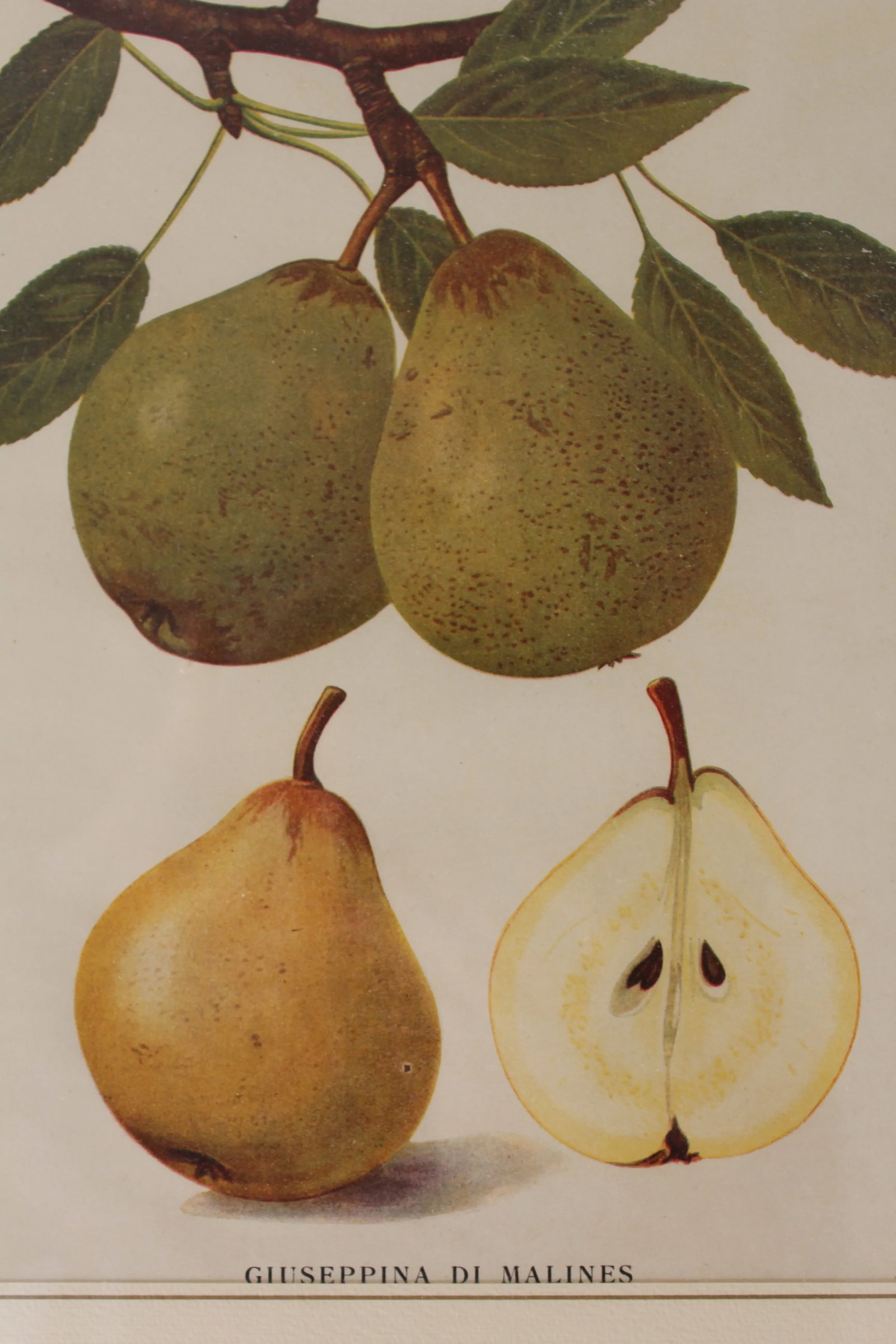 Framed Botanical Print of a Pear - 2