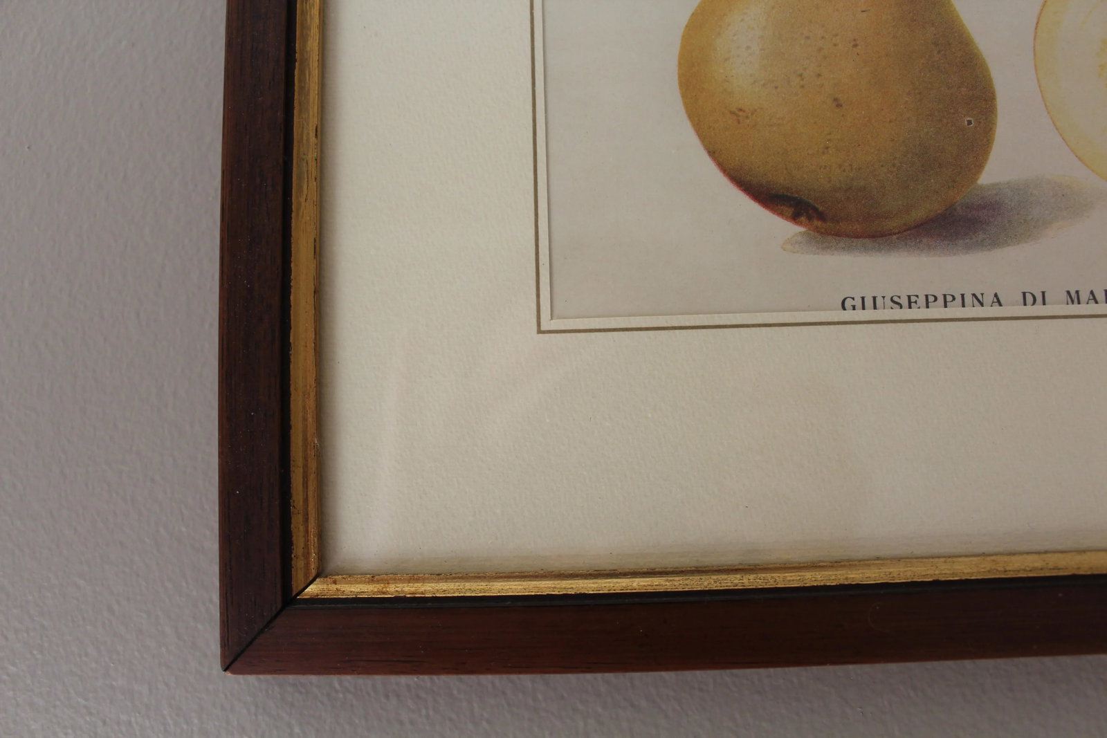 Framed Botanical Print of a Pear - 4