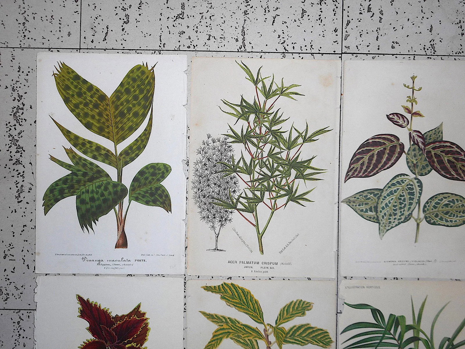 Antique 19th Century Botanical Lithographs-Ornamental Leaves-Set of 8 - 2