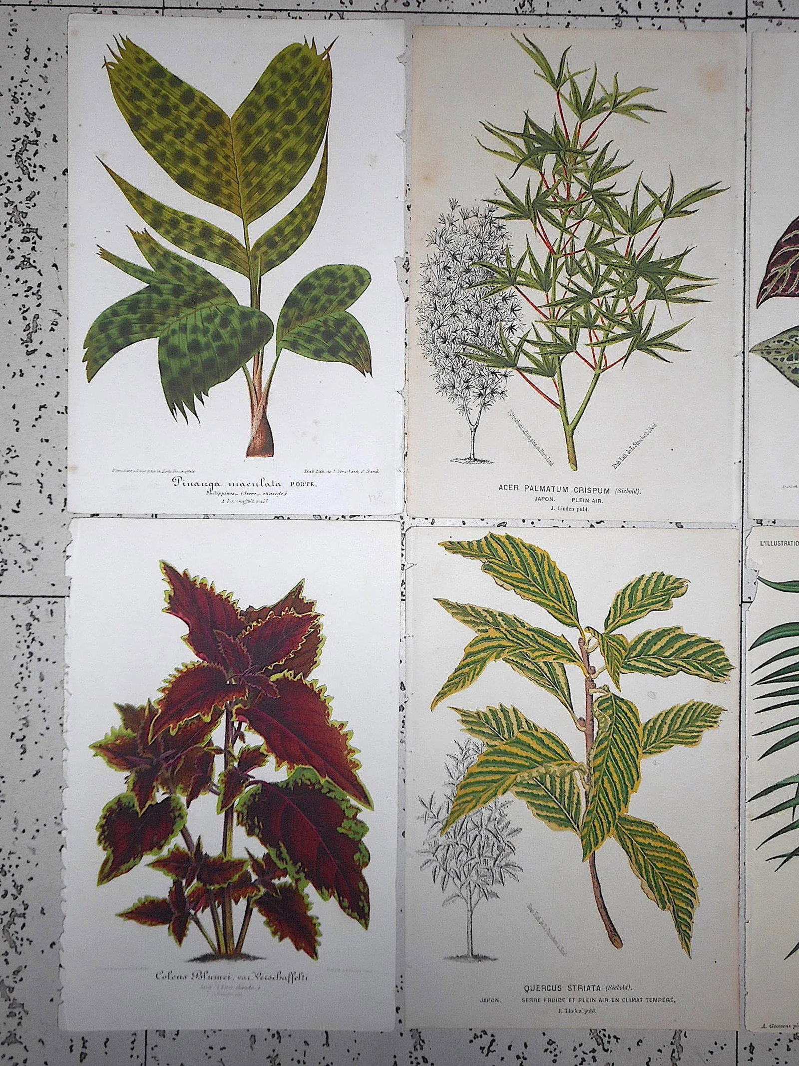 Antique 19th Century Botanical Lithographs-Ornamental Leaves-Set of 8 - 3
