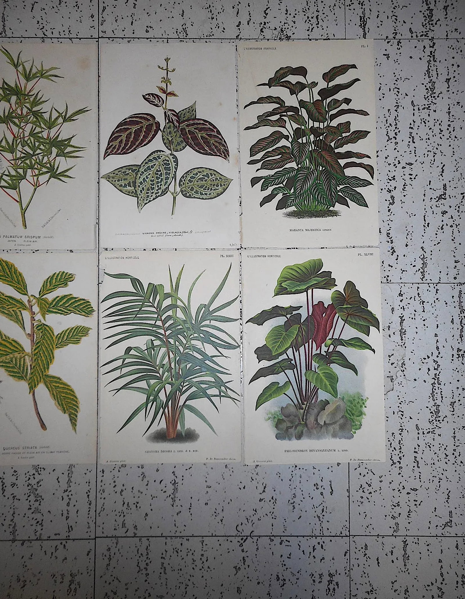 Antique 19th Century Botanical Lithographs-Ornamental Leaves-Set of 8 - 4