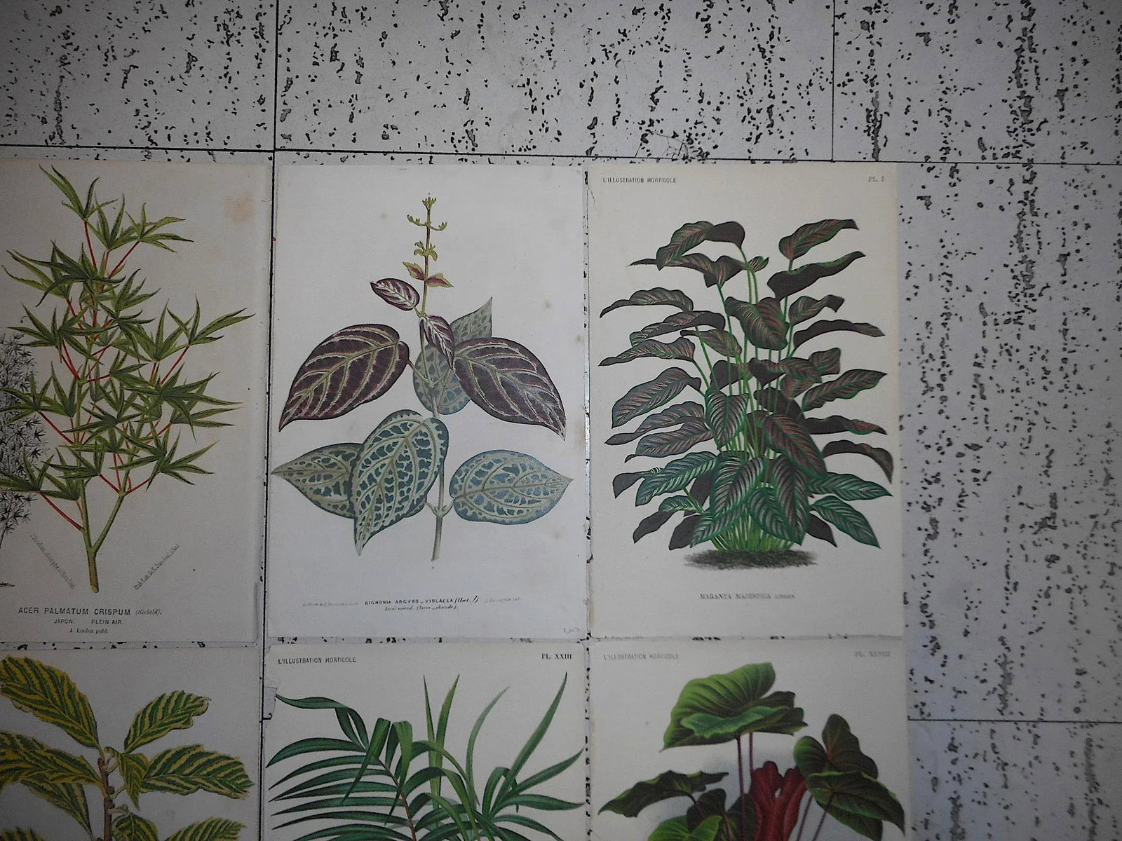 Antique 19th Century Botanical Lithographs-Ornamental Leaves-Set of 8 - 5