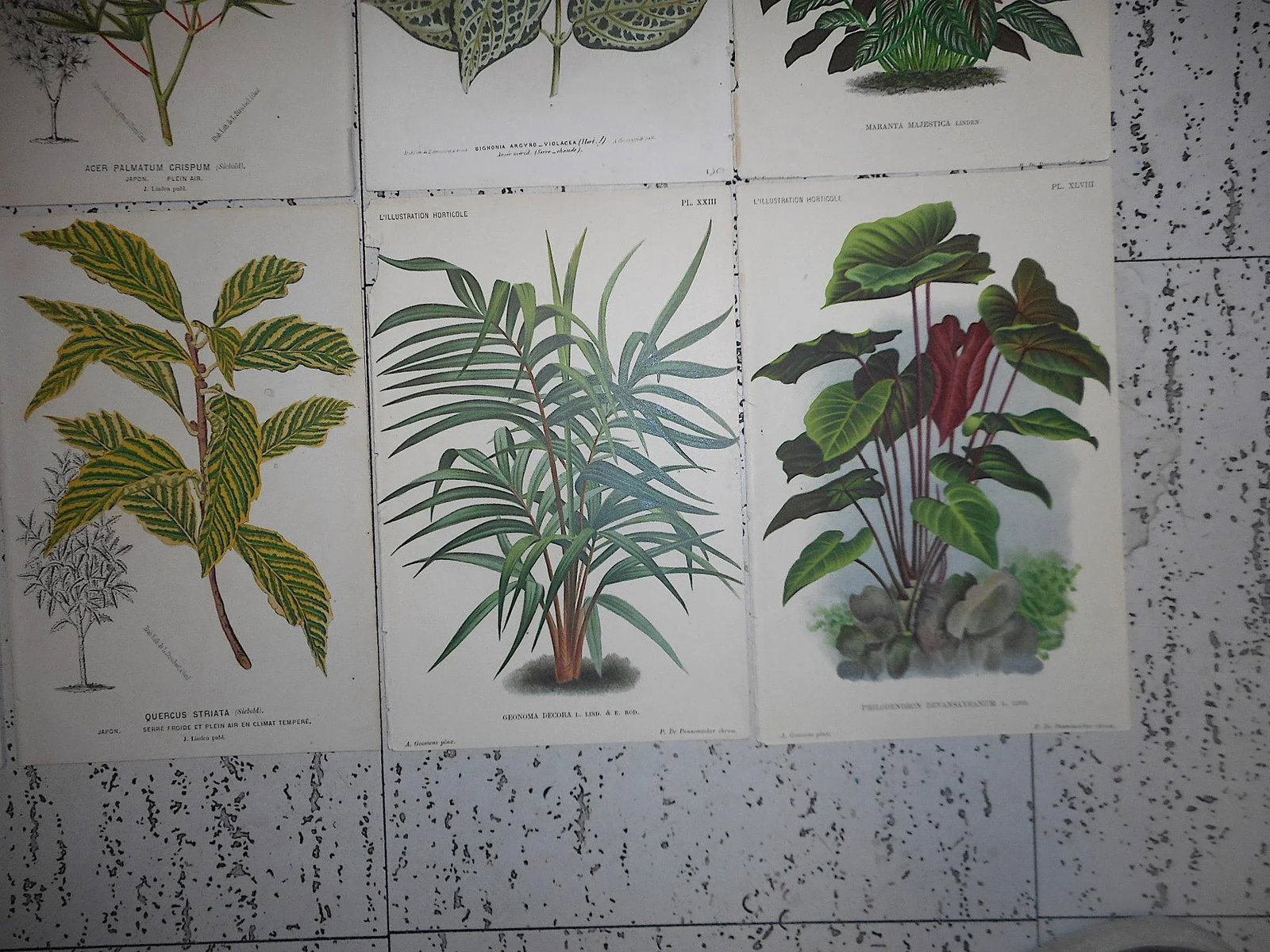 Antique 19th Century Botanical Lithographs-Ornamental Leaves-Set of 8 - 6