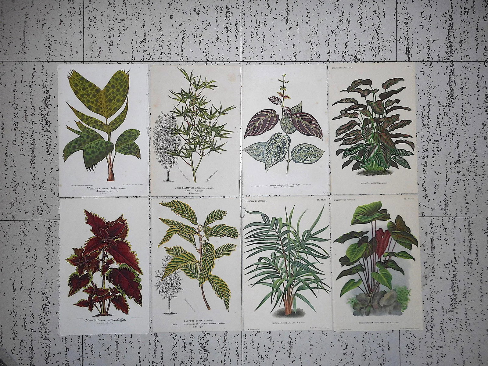 Antique 19th Century Botanical Lithographs-Ornamental Leaves-Set of 8 - 7