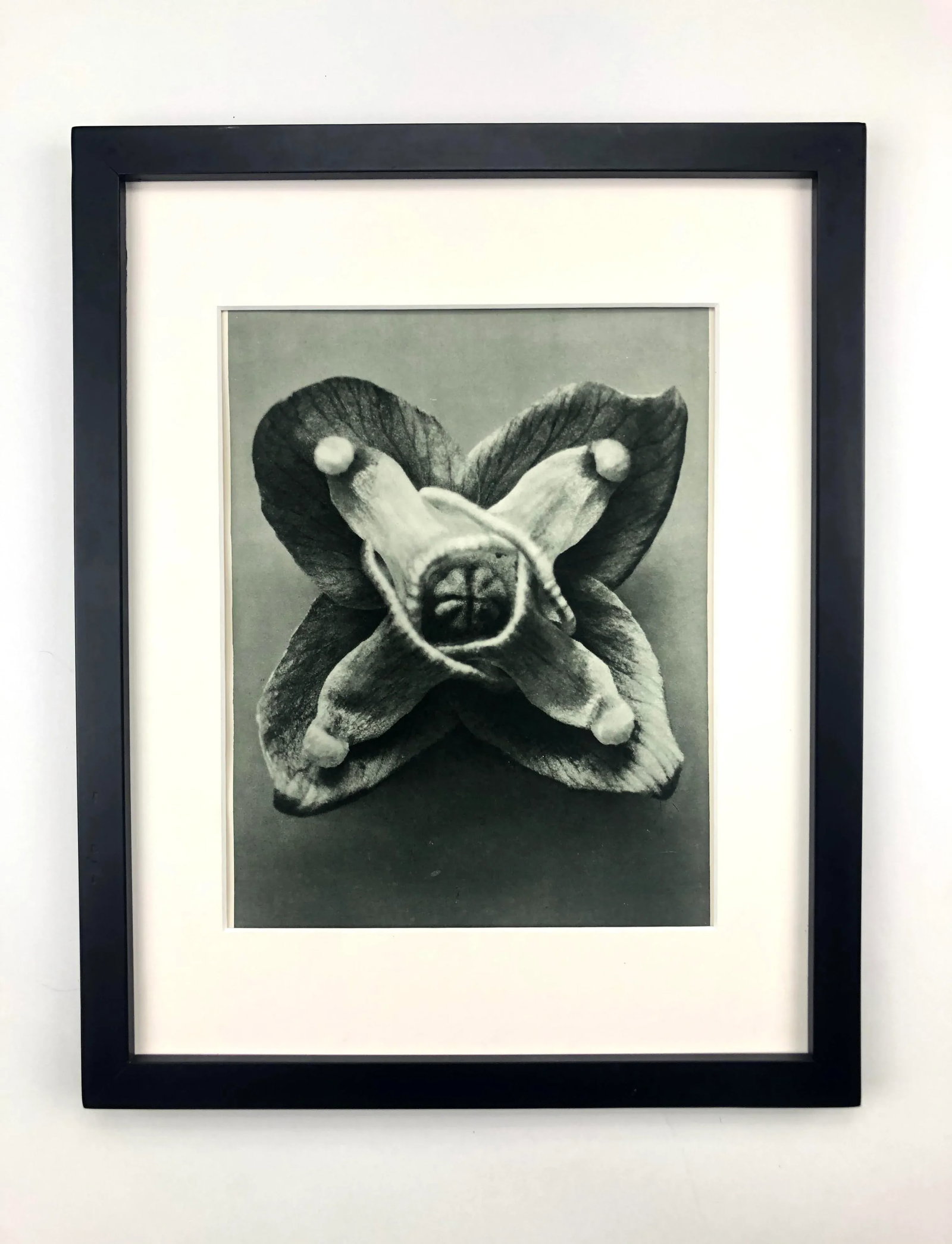 Framed Antique Photogravure Blossfeldt Botanical Print - No. 72 - 5