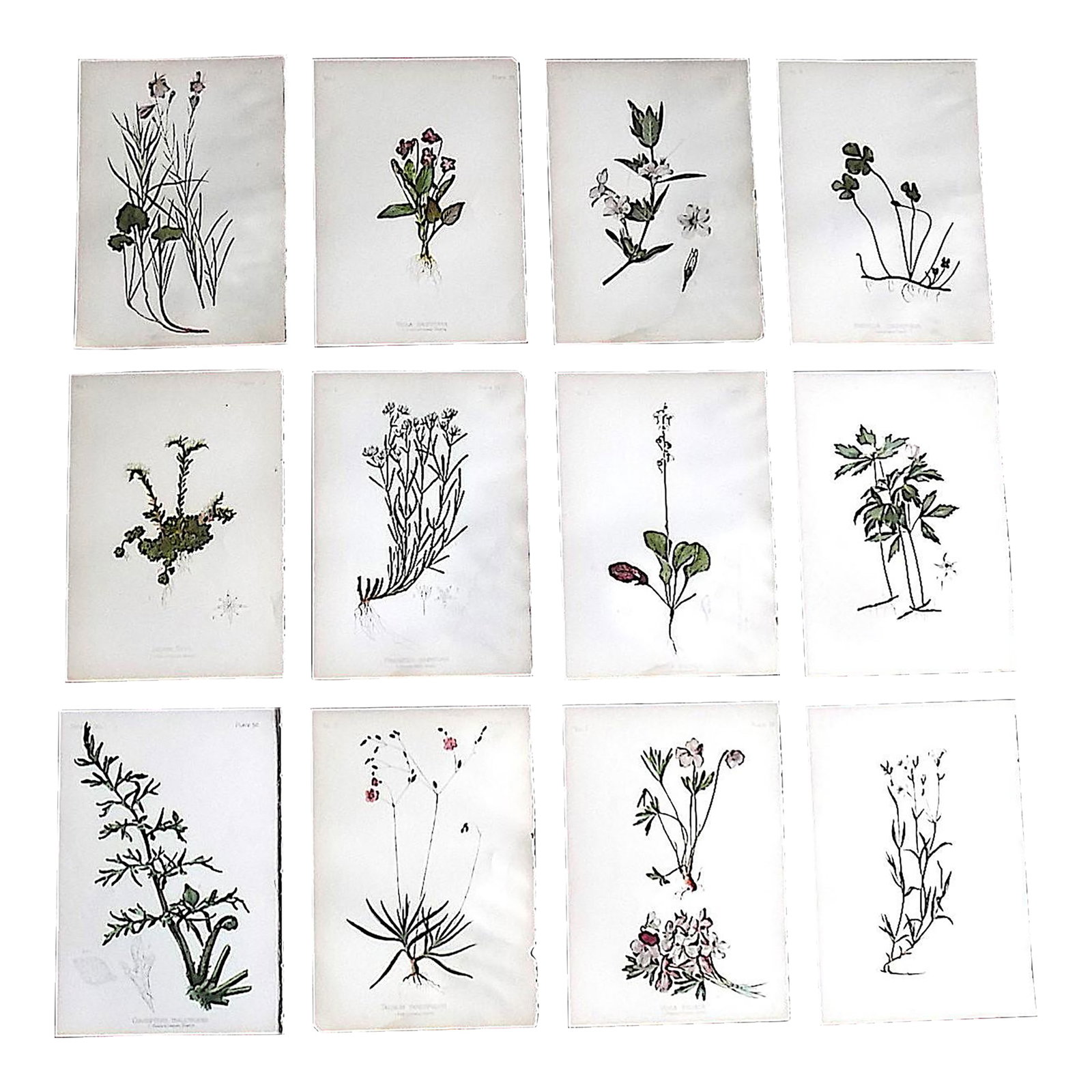 Authentic Antique American 19th Century Botanical Chromolithographs - Set of 12: This set of twelve (12) authentic antique 19th C. botanical chromolithographs (each color laid in with a separate lithographic stone) depict different varieties of botanicals found in the U.S.. All