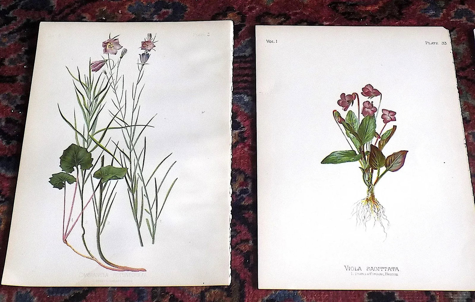 Authentic Antique American 19th Century Botanical Chromolithographs - Set of 12 - 2