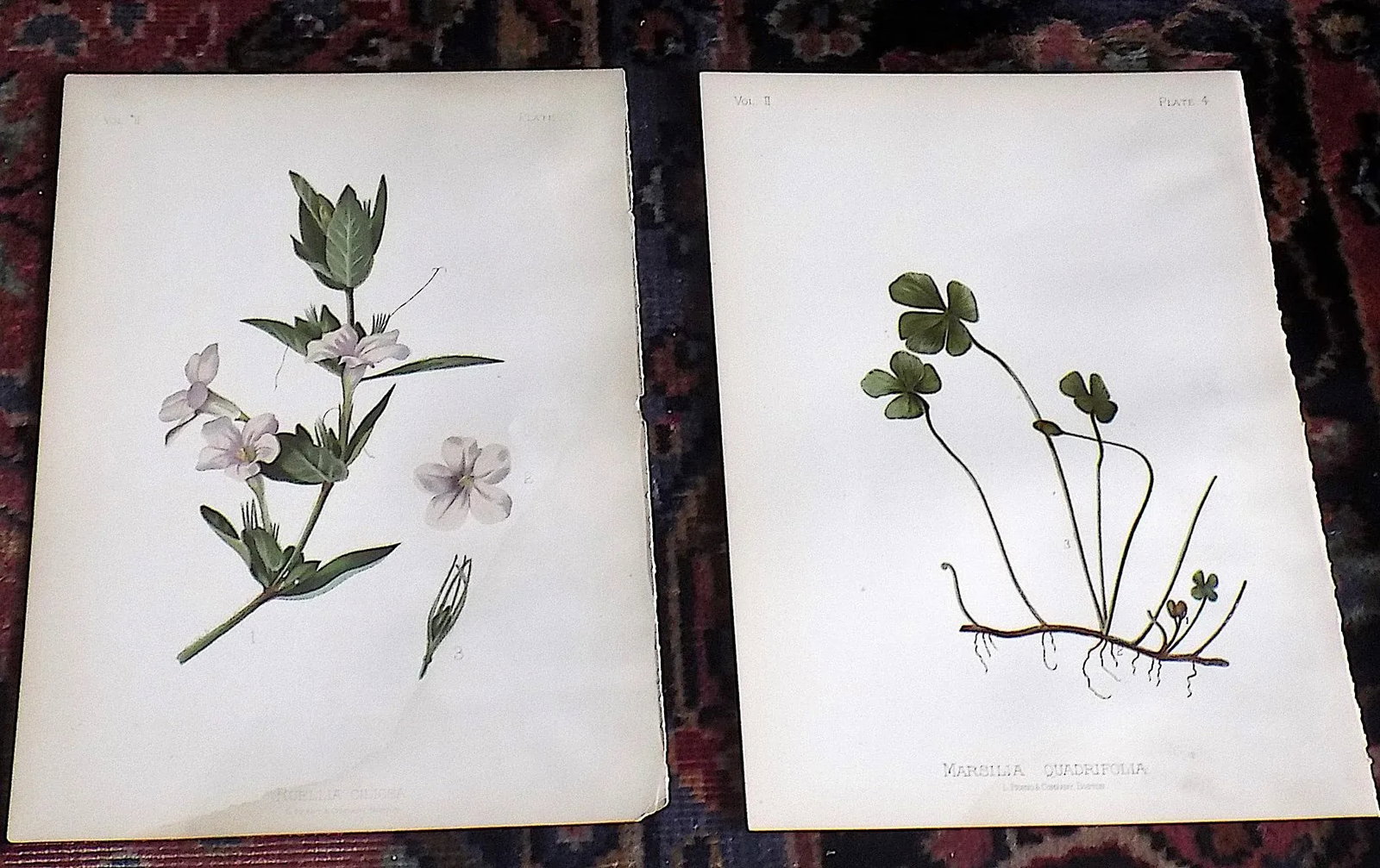 Authentic Antique American 19th Century Botanical Chromolithographs - Set of 12 - 3