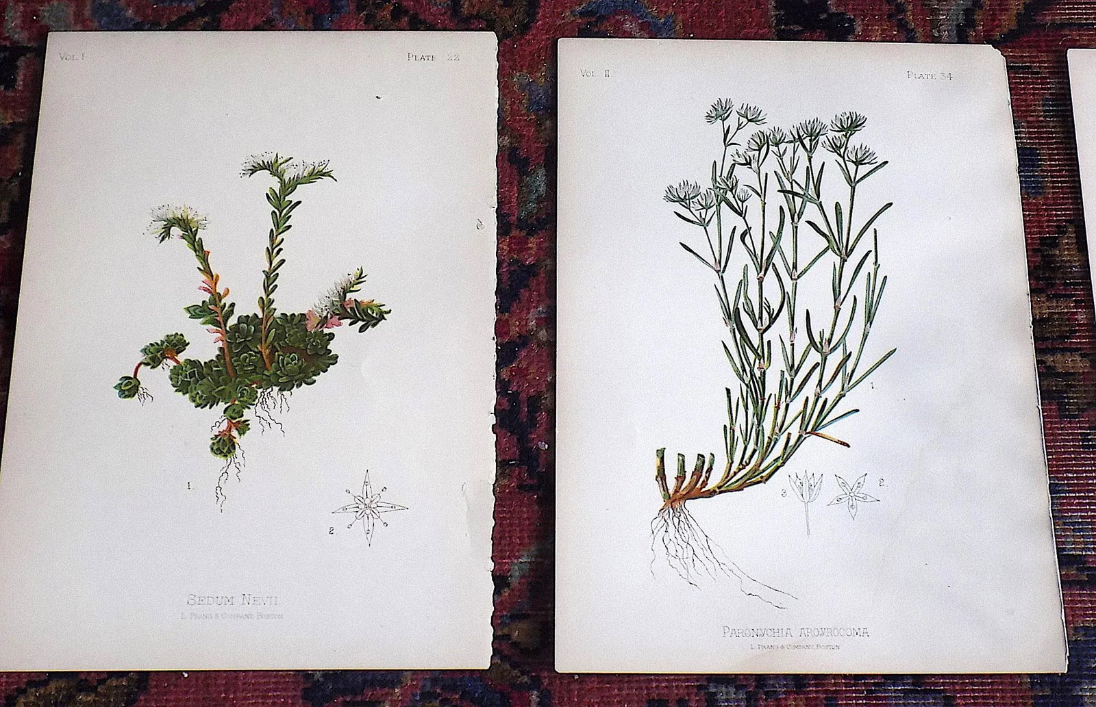 Authentic Antique American 19th Century Botanical Chromolithographs - Set of 12 - 4
