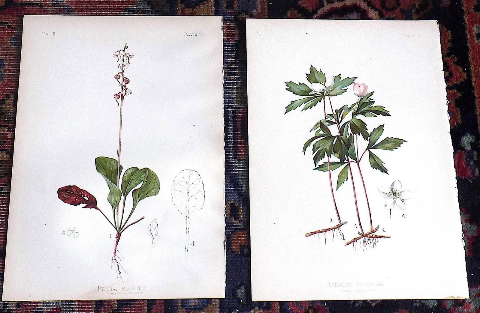 Authentic Antique American 19th Century Botanical Chromolithographs - Set of 12 - 5