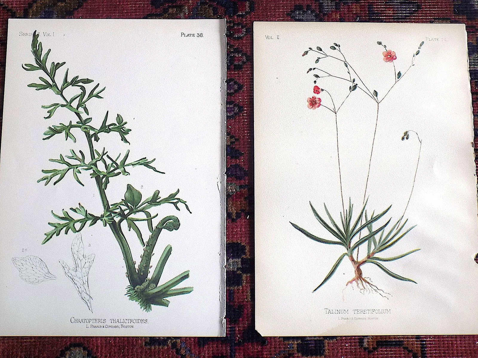 Authentic Antique American 19th Century Botanical Chromolithographs - Set of 12 - 6