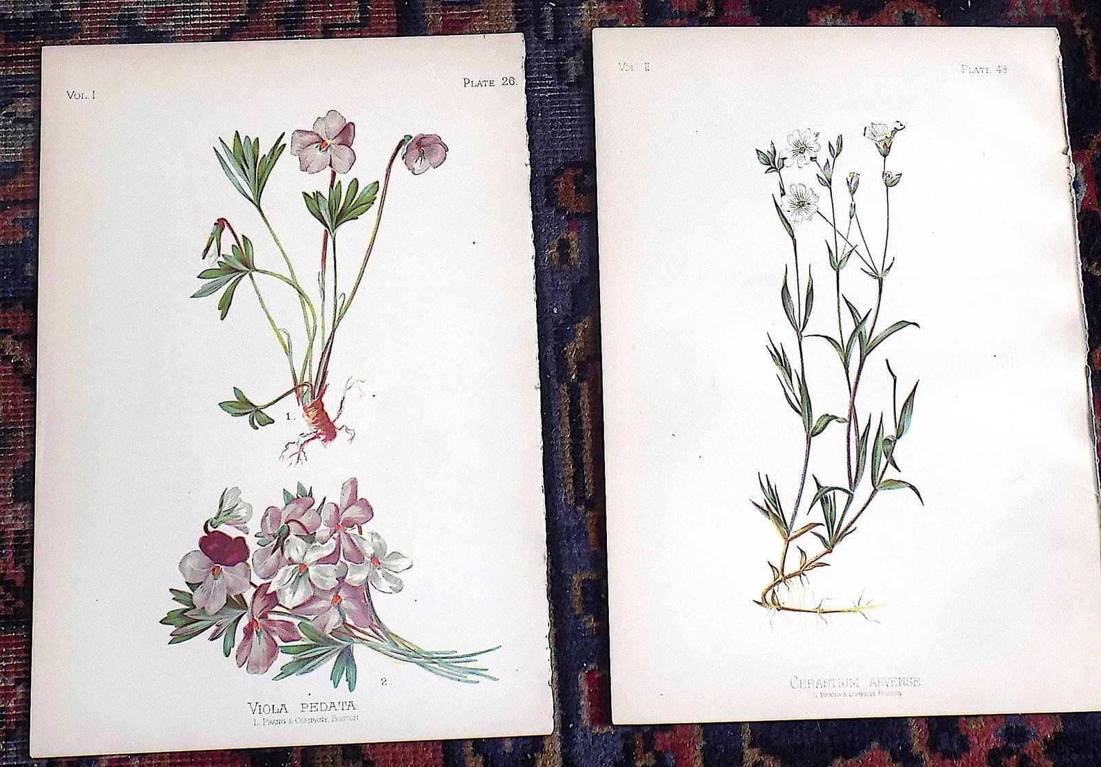 Authentic Antique American 19th Century Botanical Chromolithographs - Set of 12 - 7