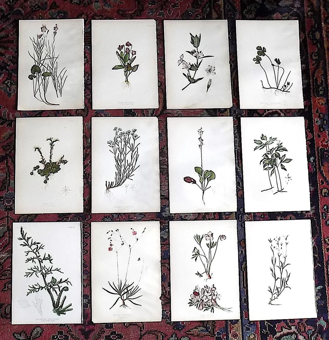 Authentic Antique American 19th Century Botanical Chromolithographs - Set of 12 - 9