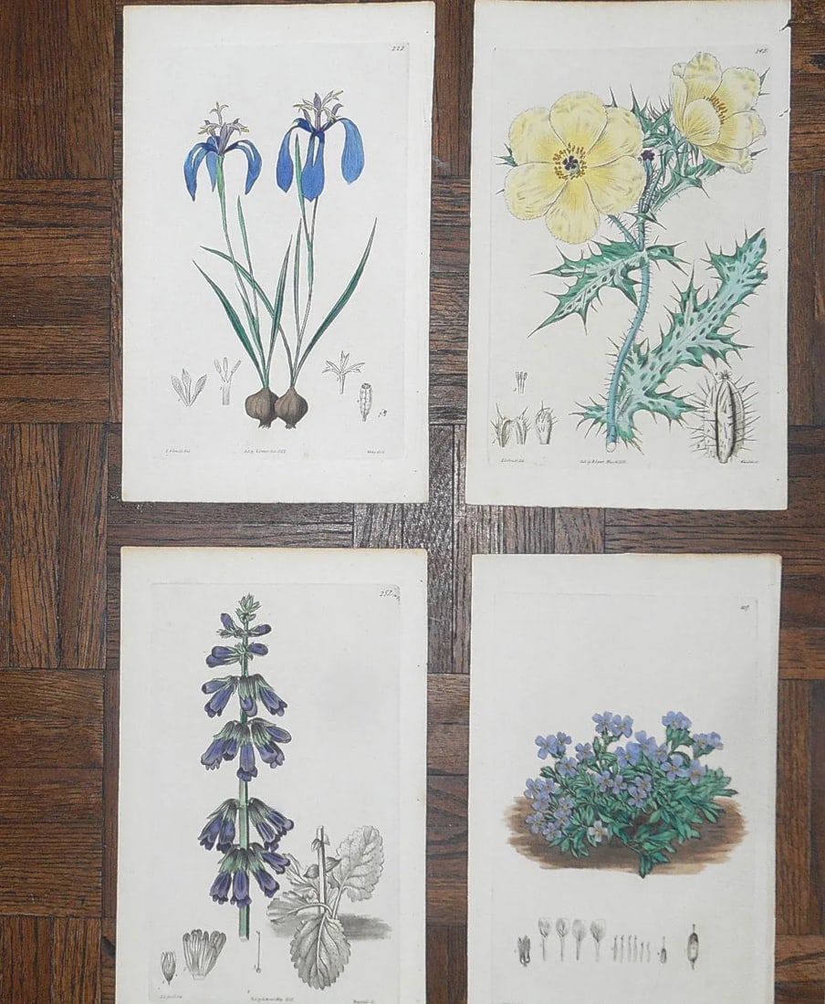 Antique 19th Century Botanical Engravings-Hand Color-Set of 12 - 2