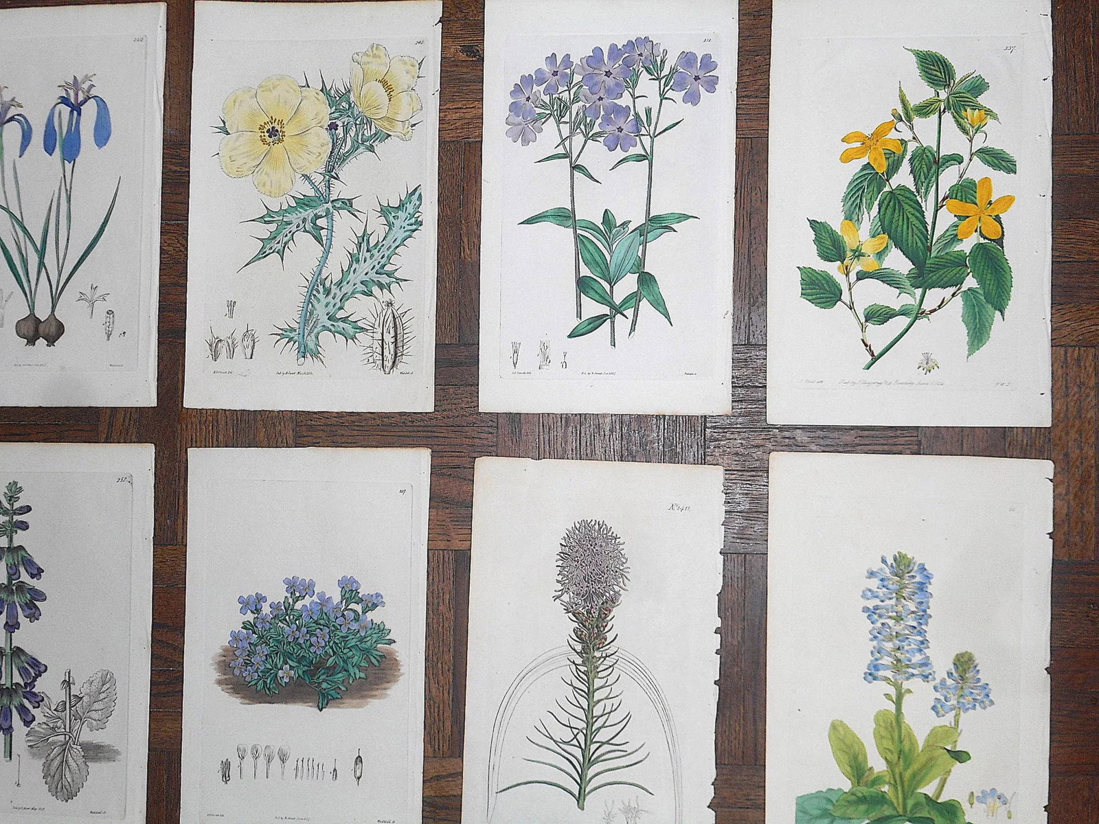 Antique 19th Century Botanical Engravings-Hand Color-Set of 12 - 3