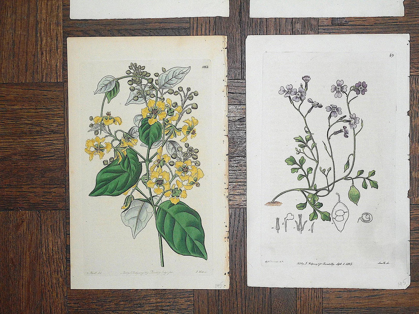 Antique 19th Century Botanical Engravings-Hand Color-Set of 12 - 4