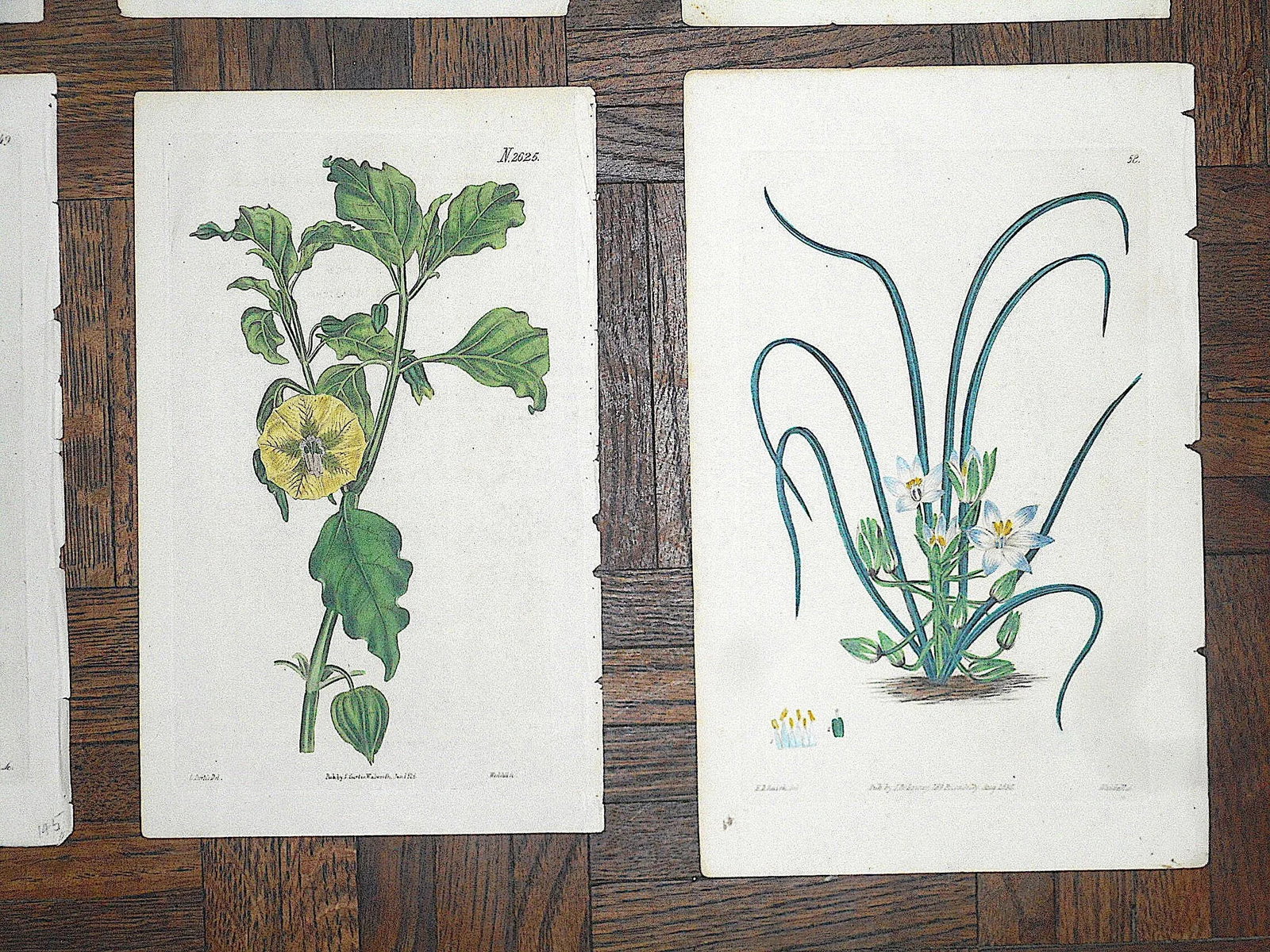 Antique 19th Century Botanical Engravings-Hand Color-Set of 12 - 5