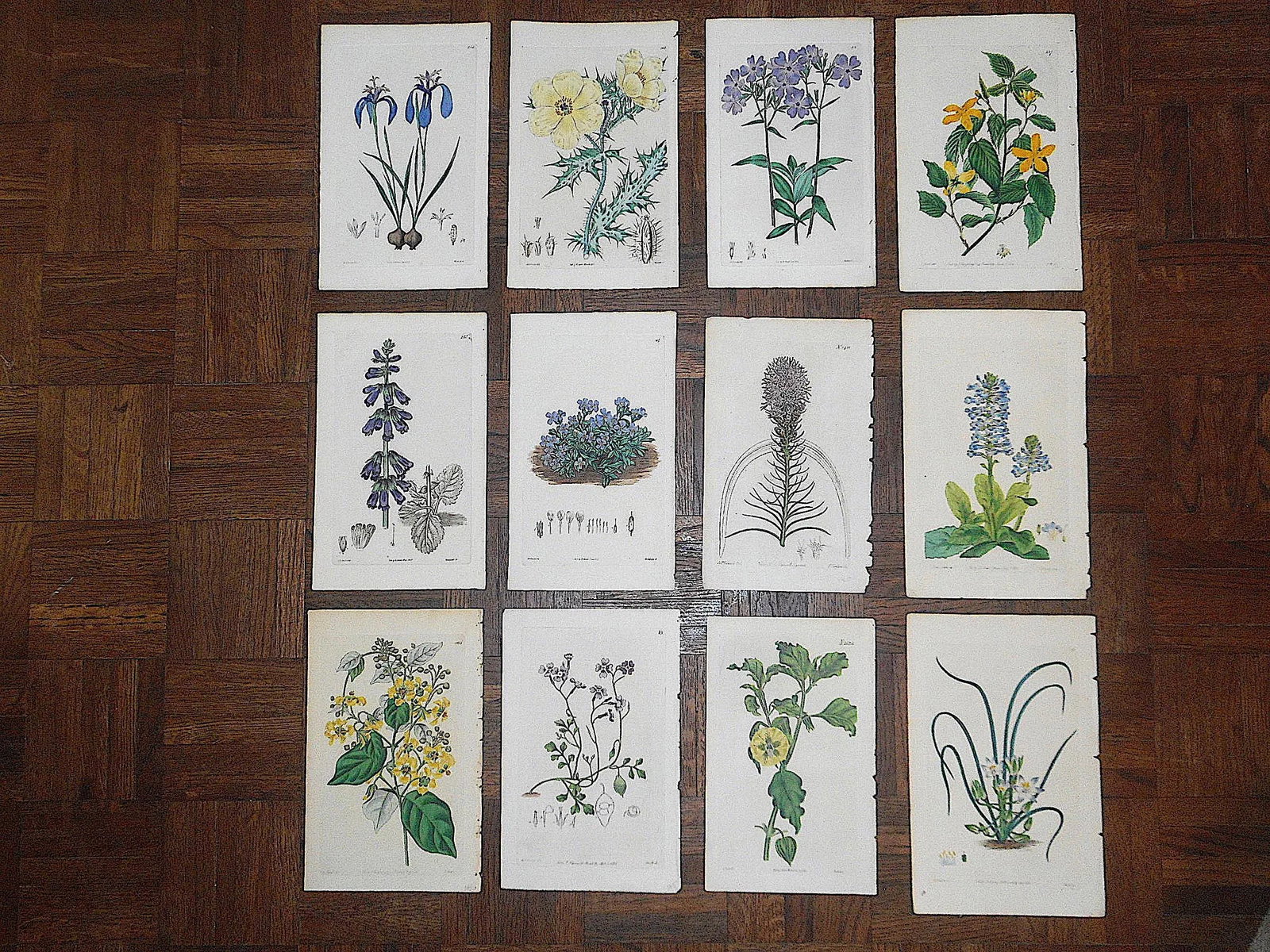 Antique 19th Century Botanical Engravings-Hand Color-Set of 12 - 6