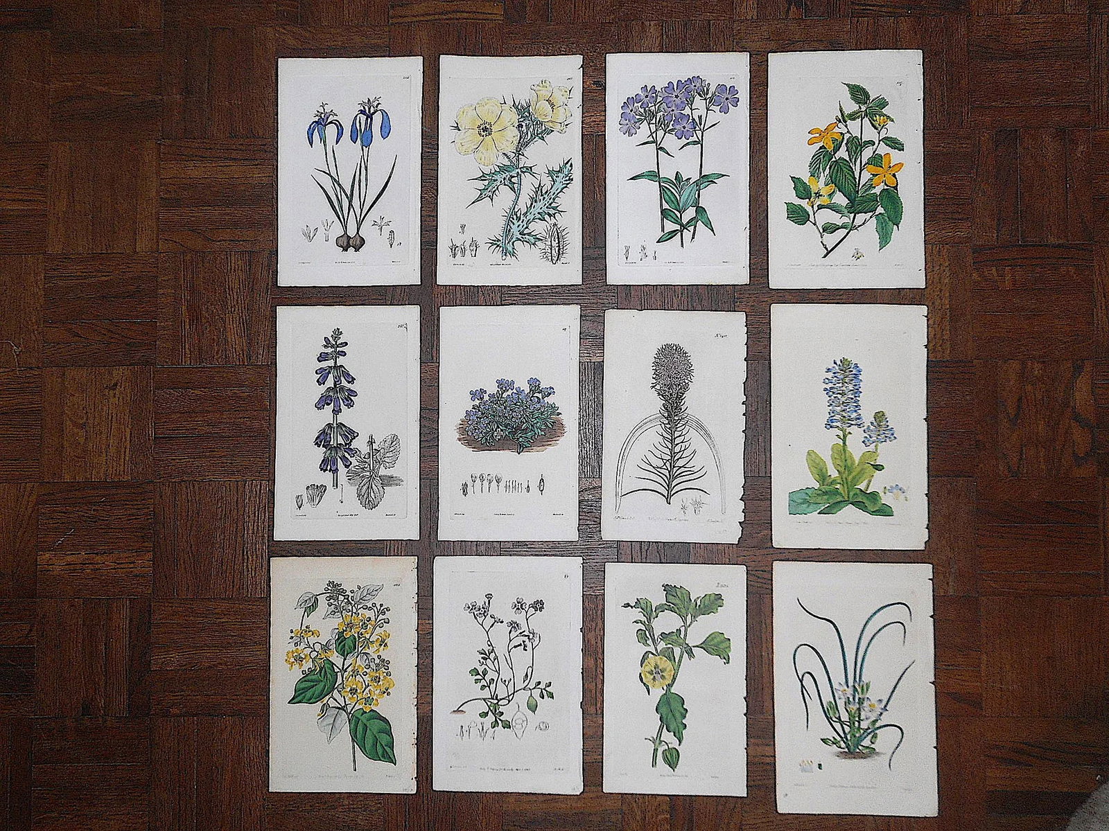 Antique 19th Century Botanical Engravings-Hand Color-Set of 12 - 7