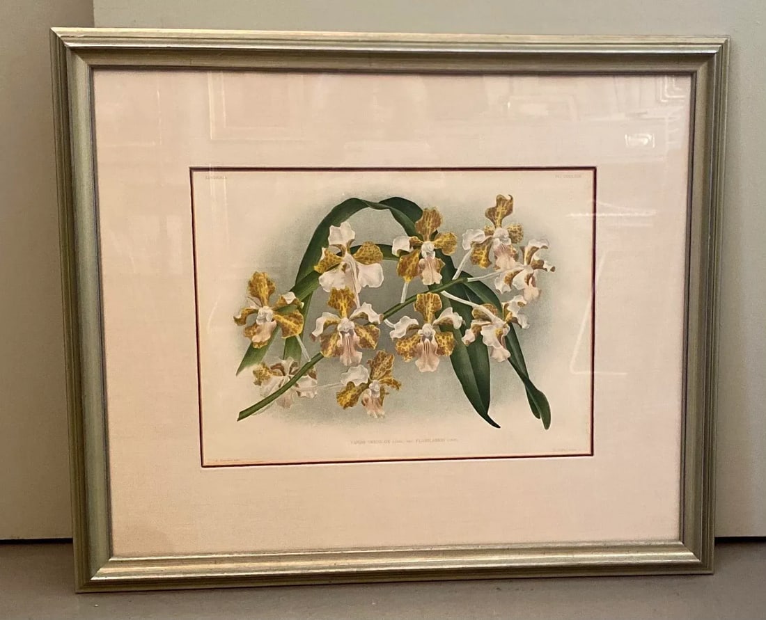 Late 19th Century Botanical Orchid Print, Framed - 10