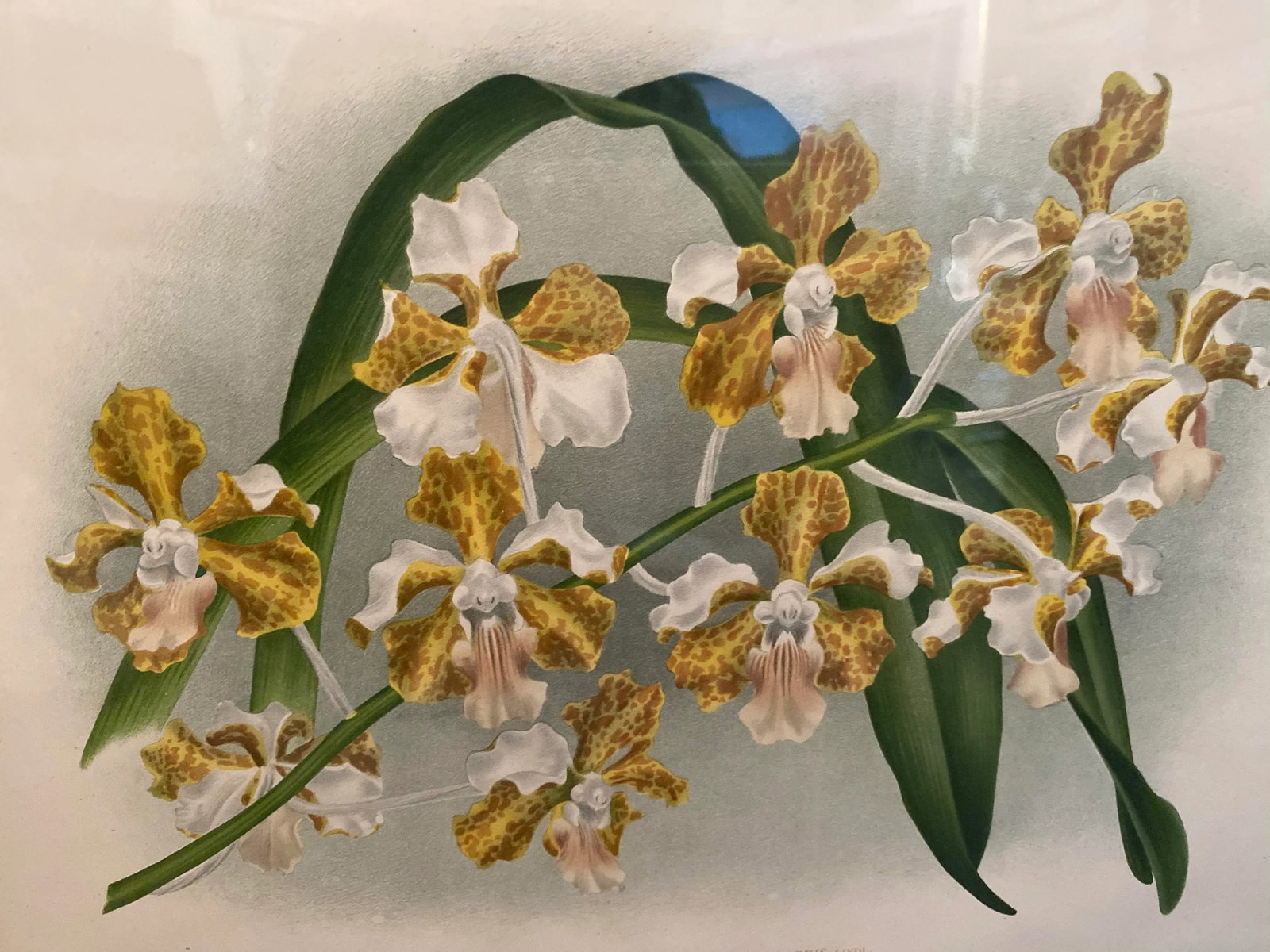Late 19th Century Botanical Orchid Print, Framed - 2