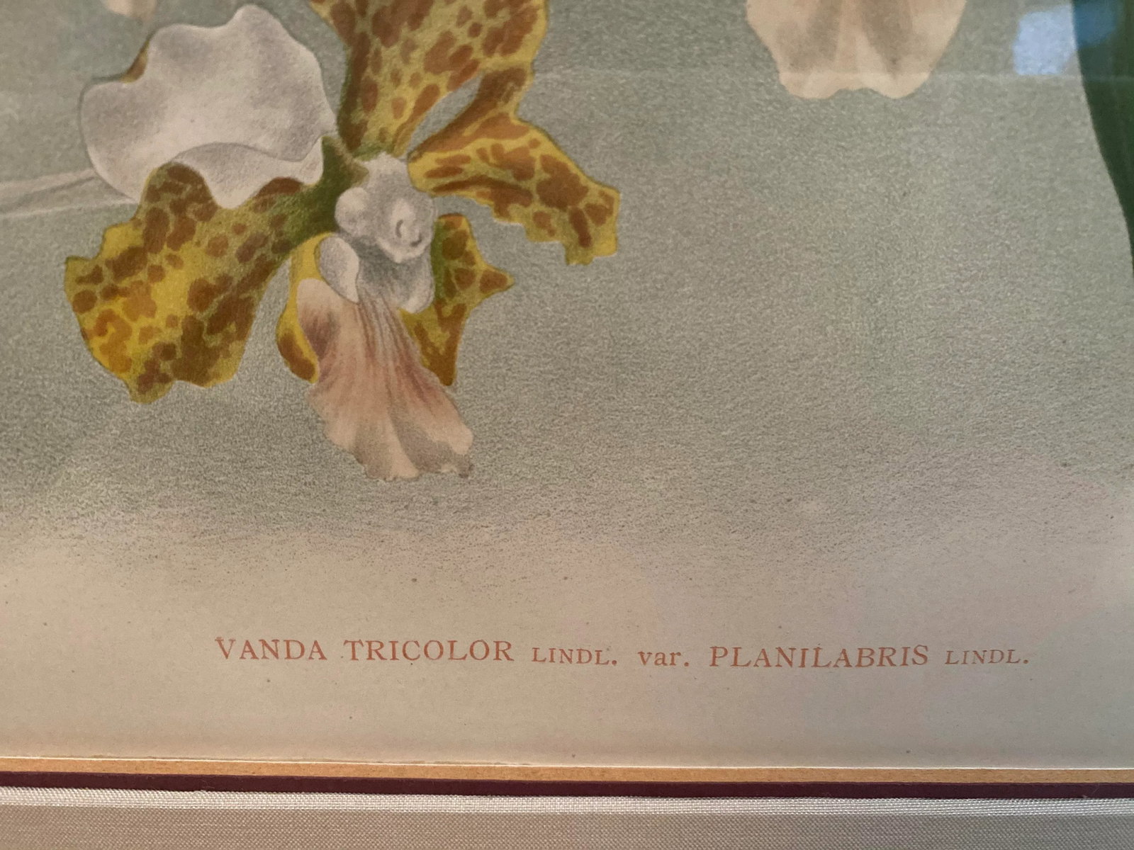 Late 19th Century Botanical Orchid Print, Framed - 4