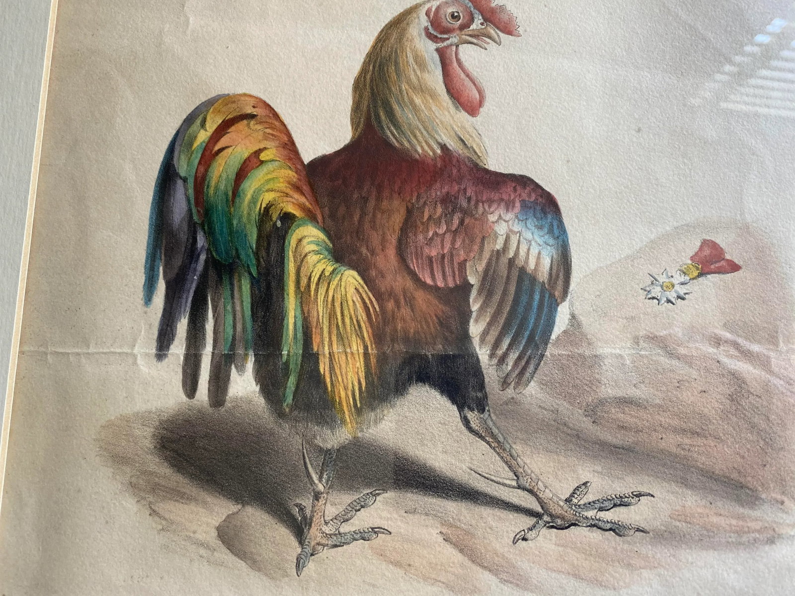 French Colored Engraving From "La Caricature" Depicting a Rooster - 3